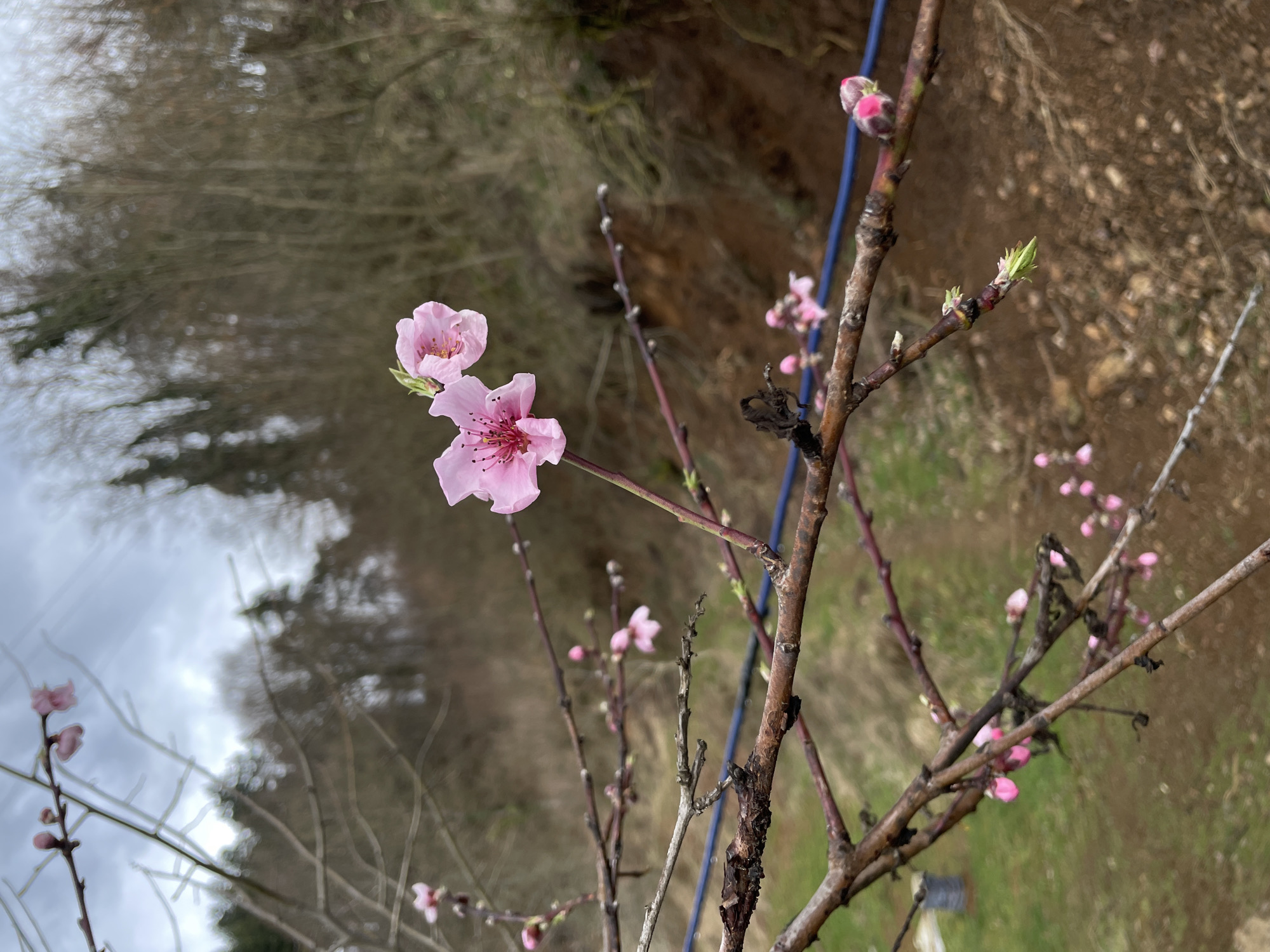 Spring blossoms bloom on fruit trees in Zlatograd Bulgaria