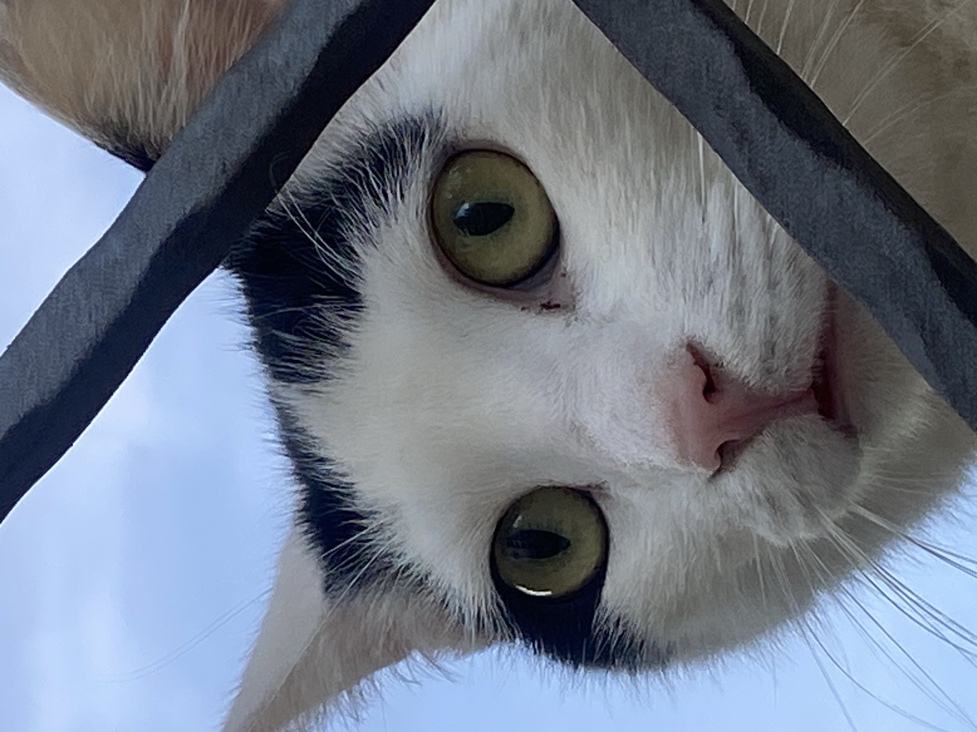 Cats gather around bus in Budva Montenegro
