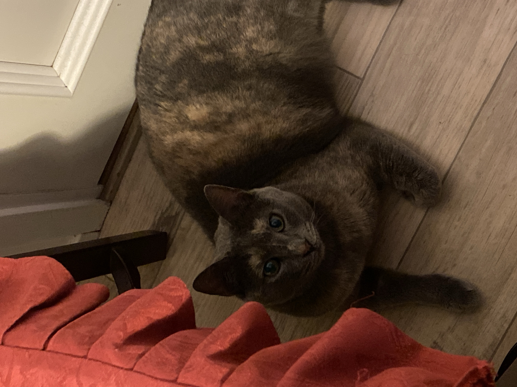Tortoiseshell cat captured in domestic scenes in Björklinge