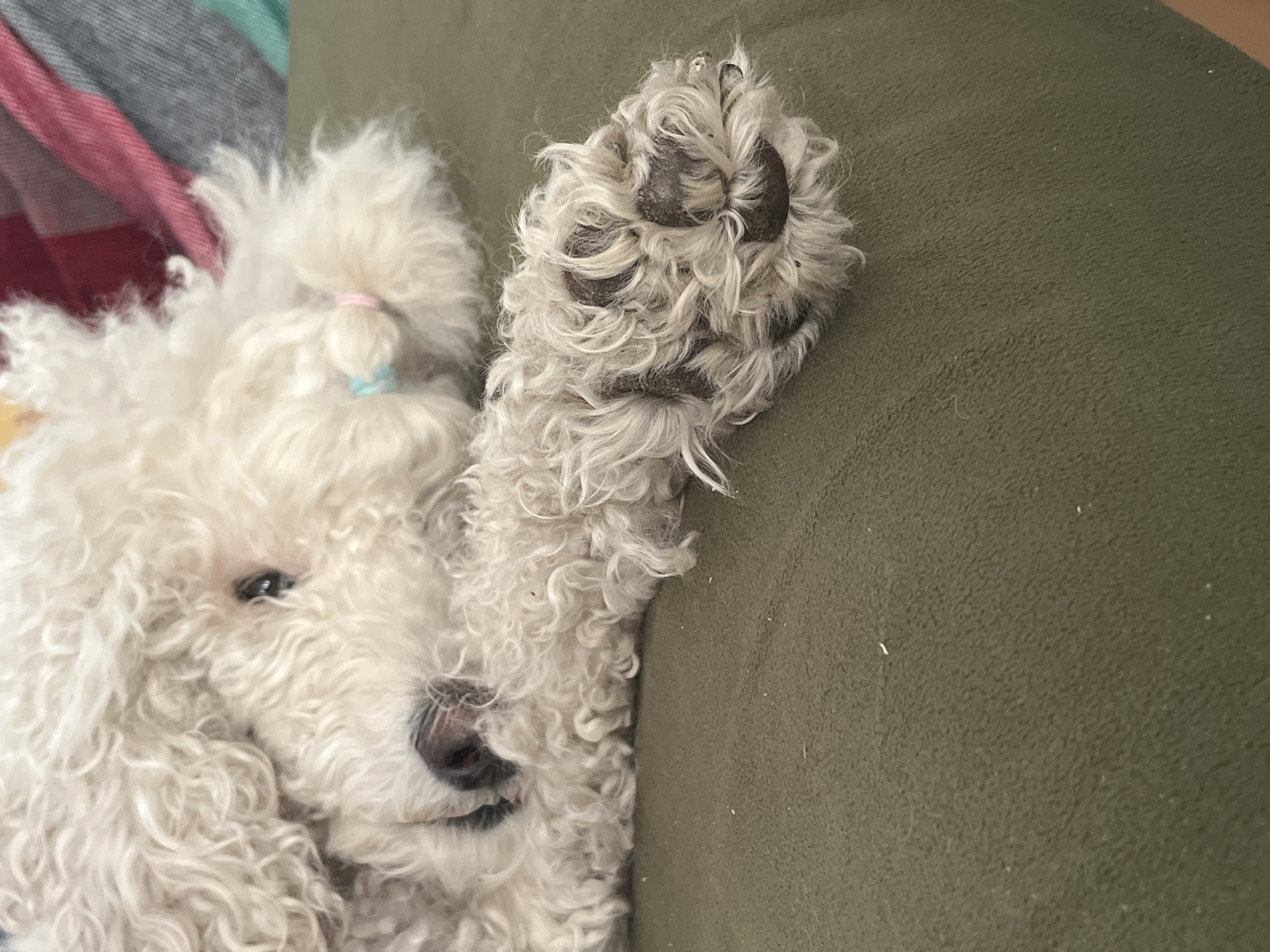 White poodle rests on green couch wearing blue hair tie
