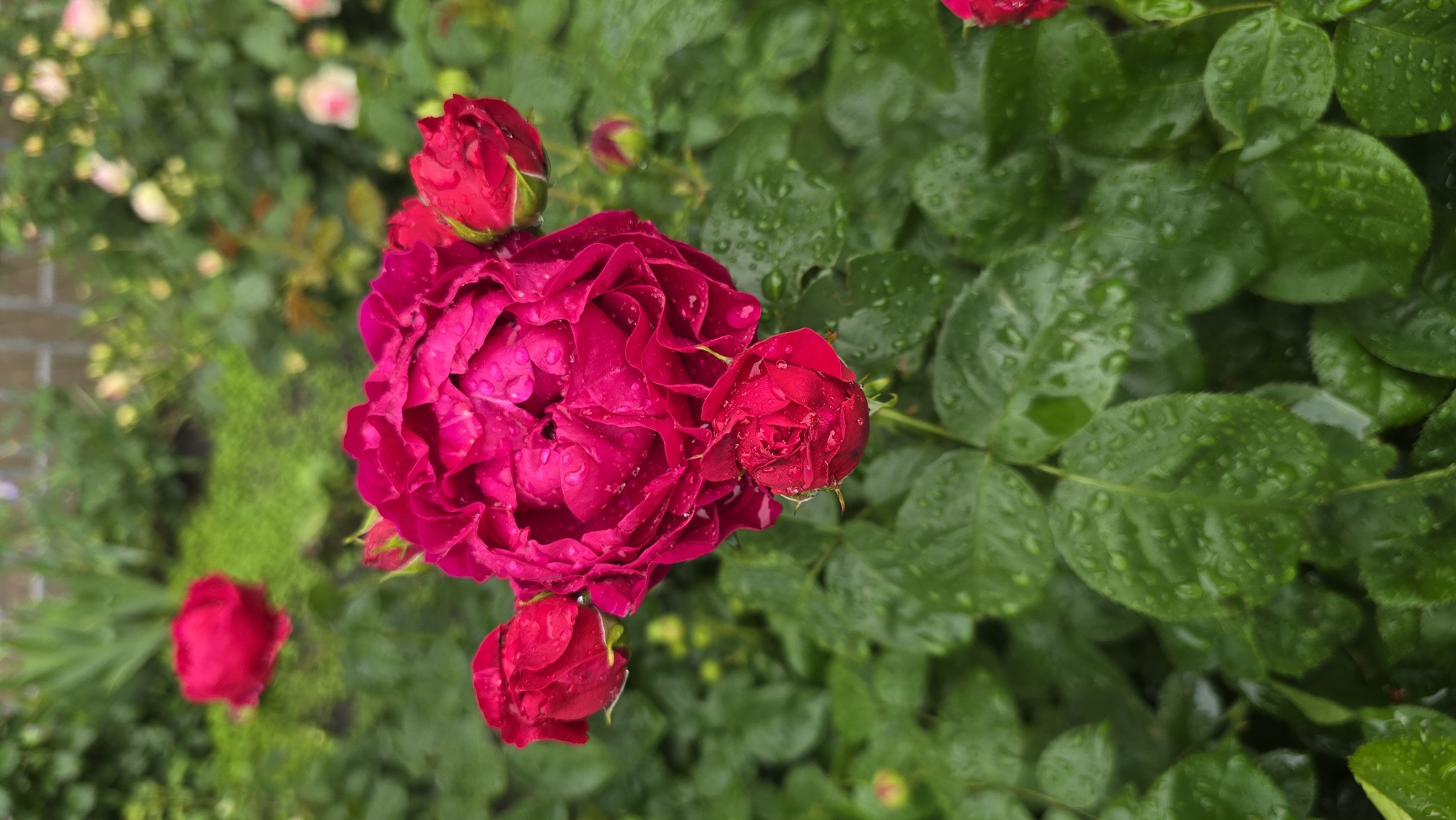 Rain-soaked flowers bloom at Kyiv Botanical Garden