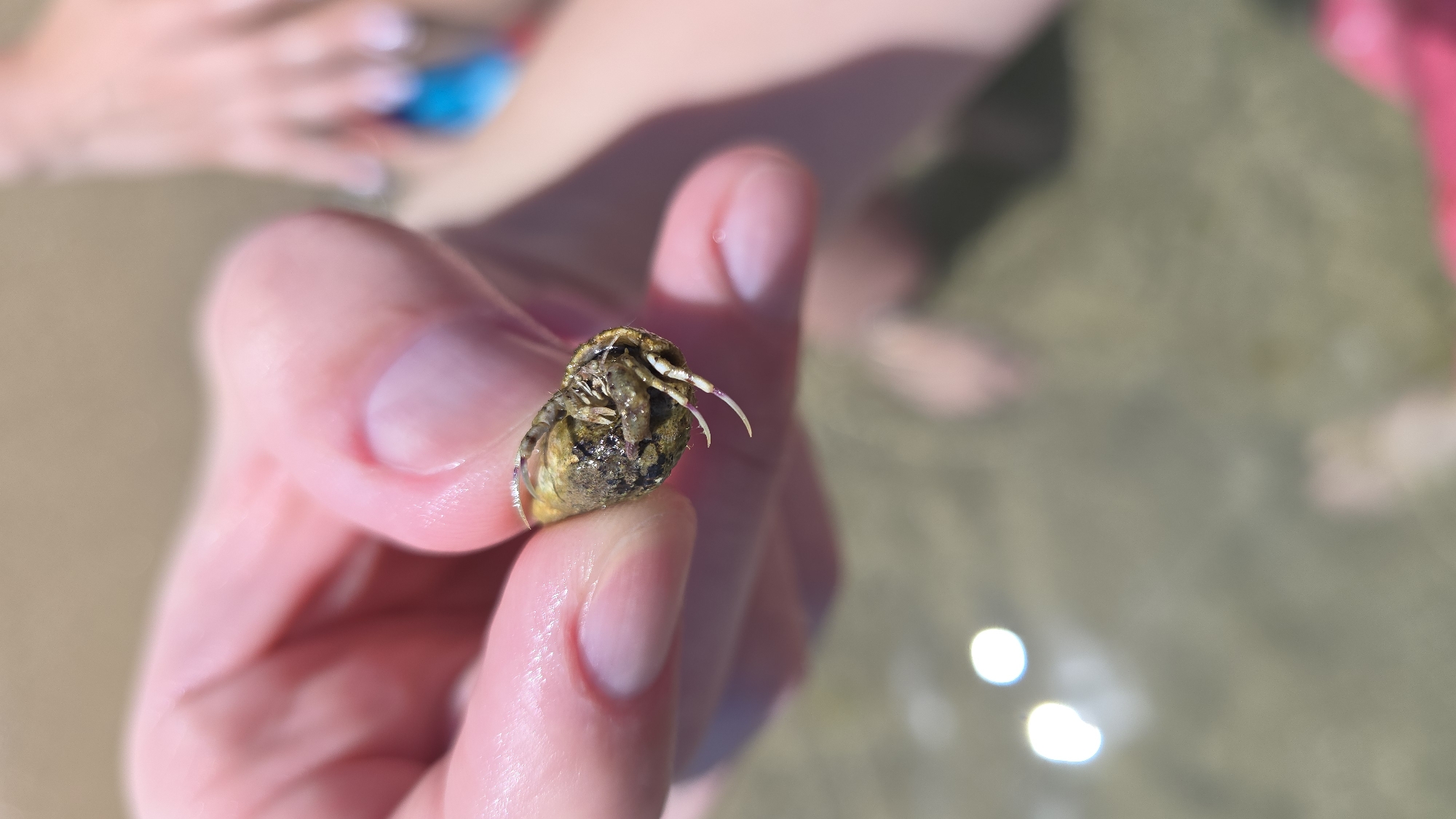Crabs in hand and a yacht on the Black Sea near Varna