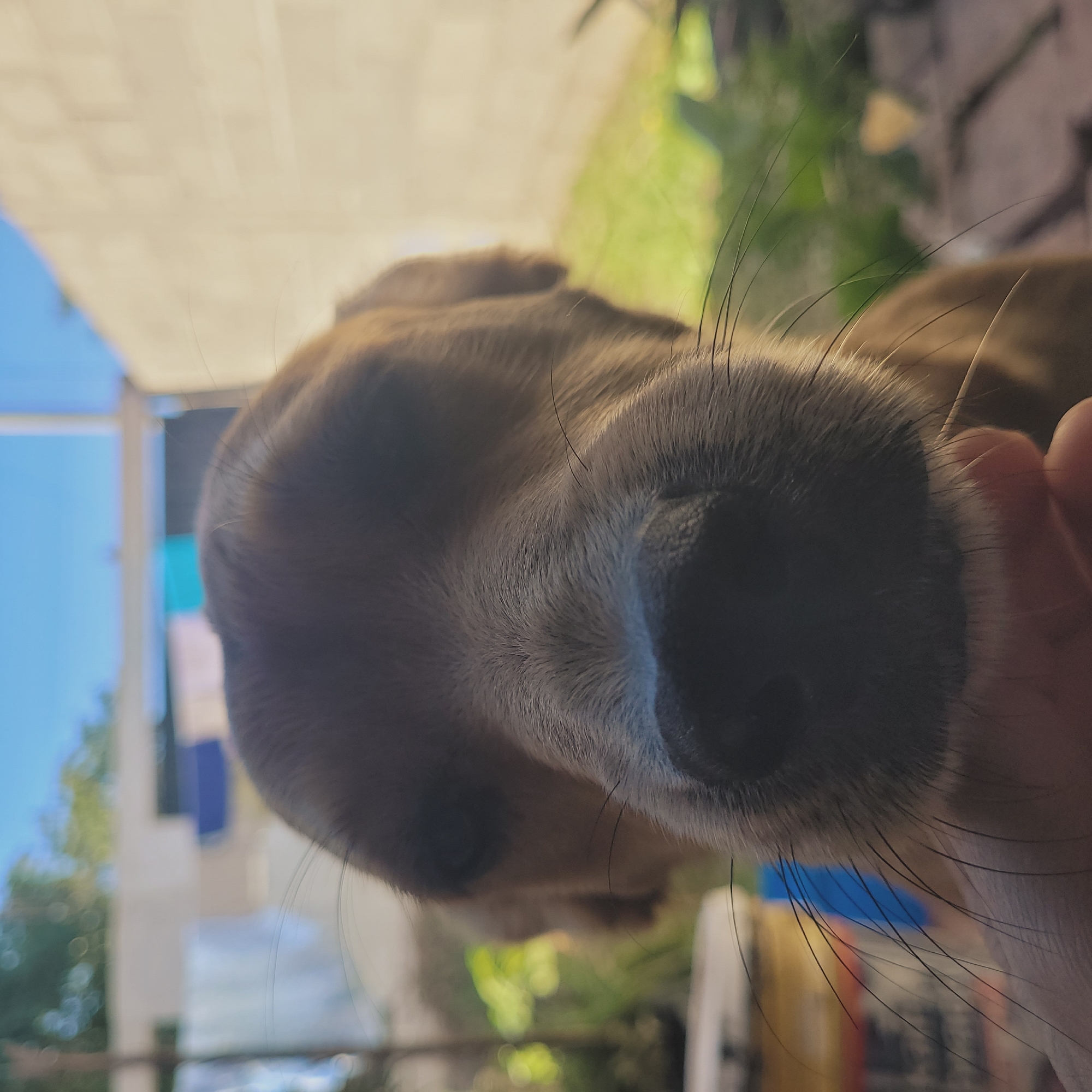 Dog petted, filmed outside Catamarca residence