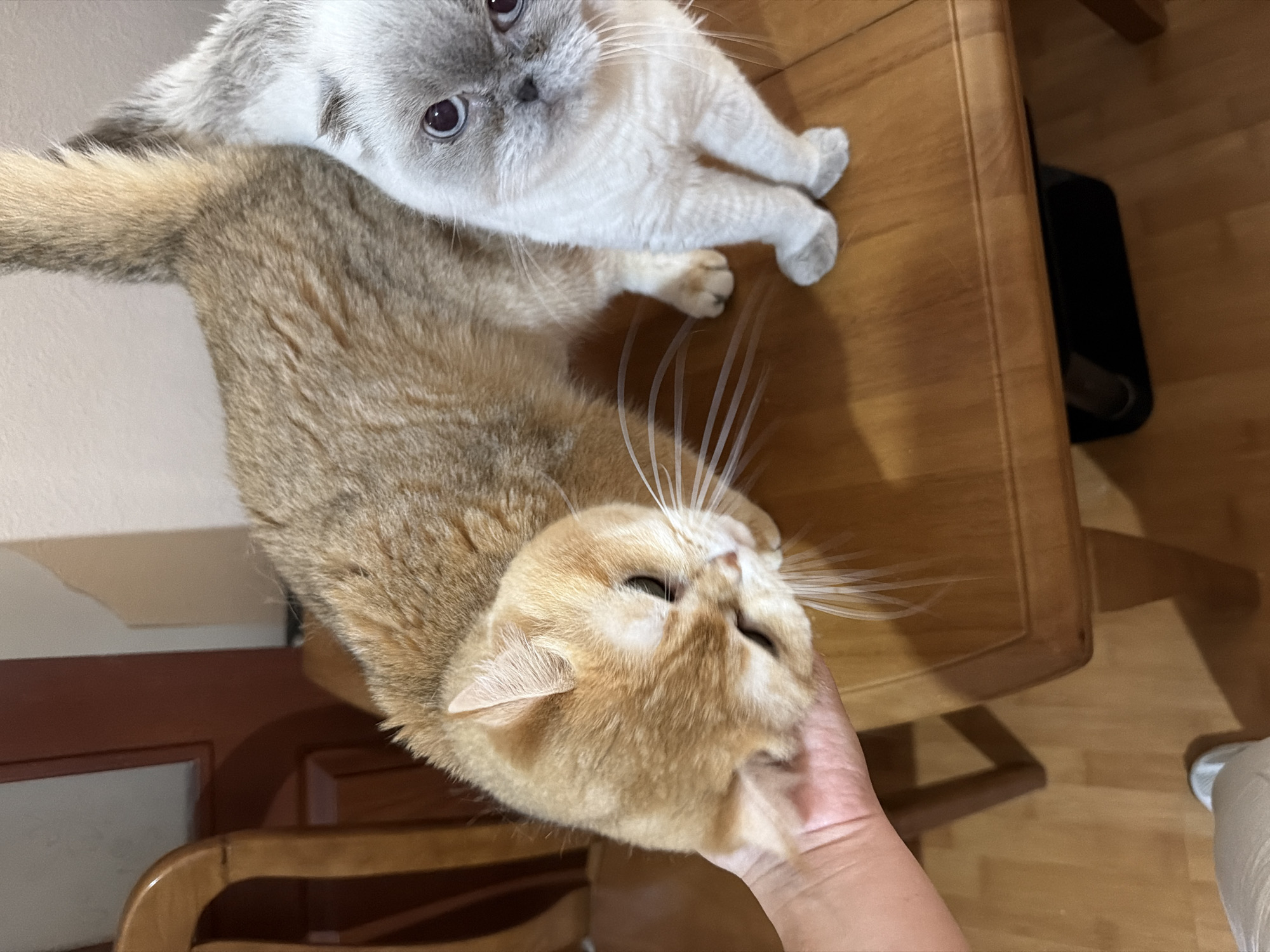Multiple cats at home in Dnipro, caught in casual portraits
