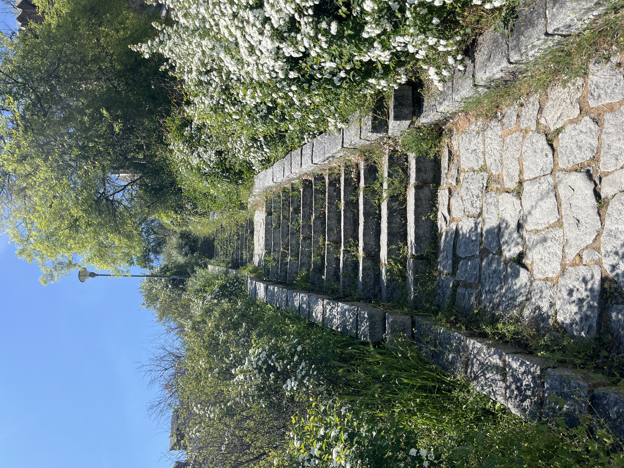 Spring blooms documented across Plovdiv's stone steps and flowering trees