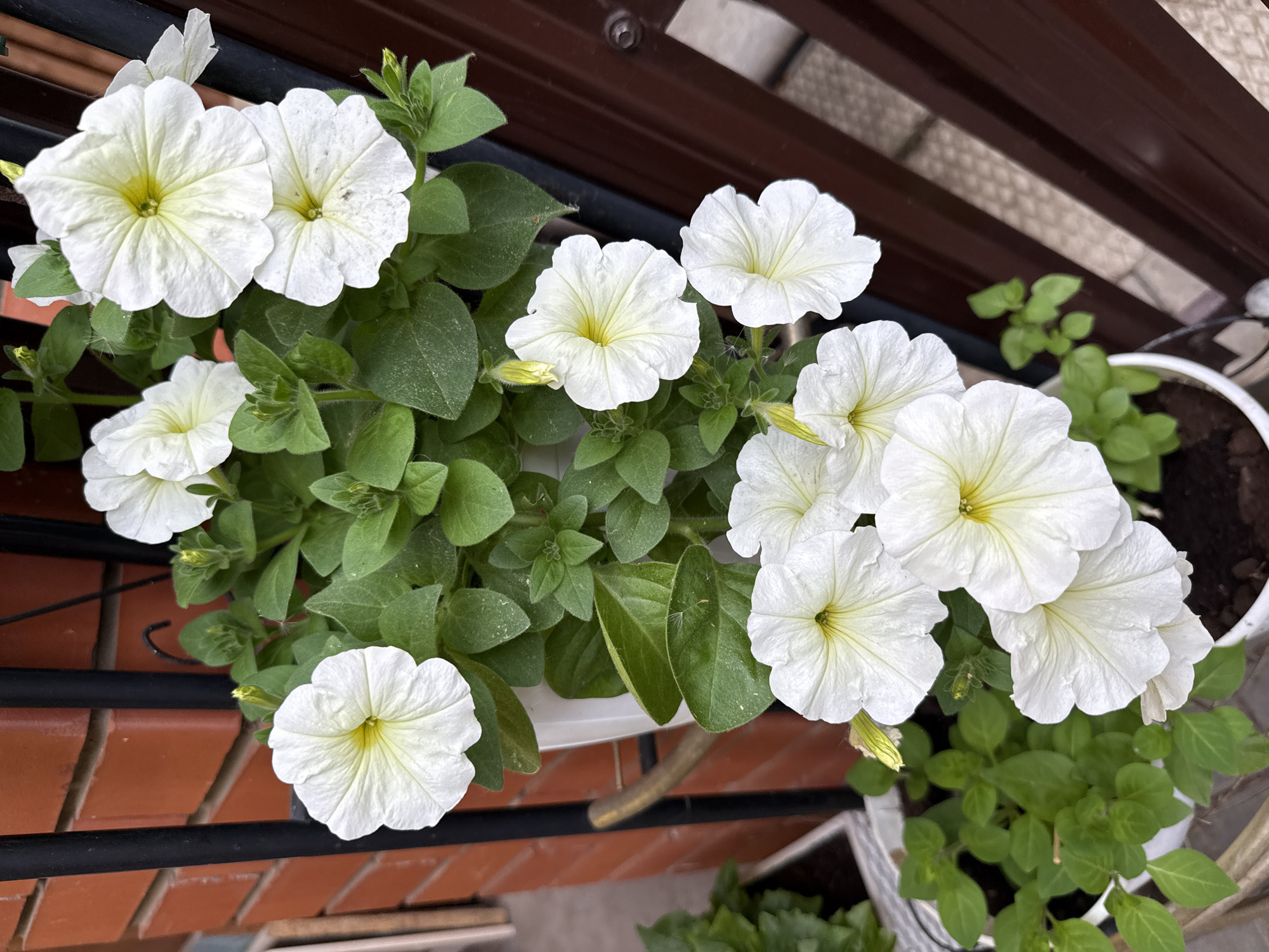 Garden tour captures blooming flowers, plants in Votkinsk, Russia