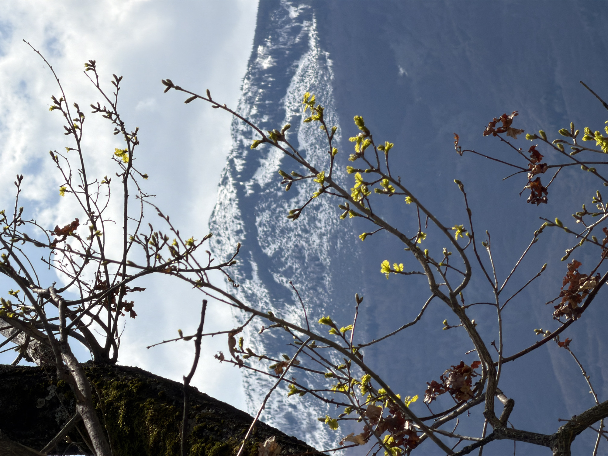 Spring tree budding observed in Sofia amid cloudy skies