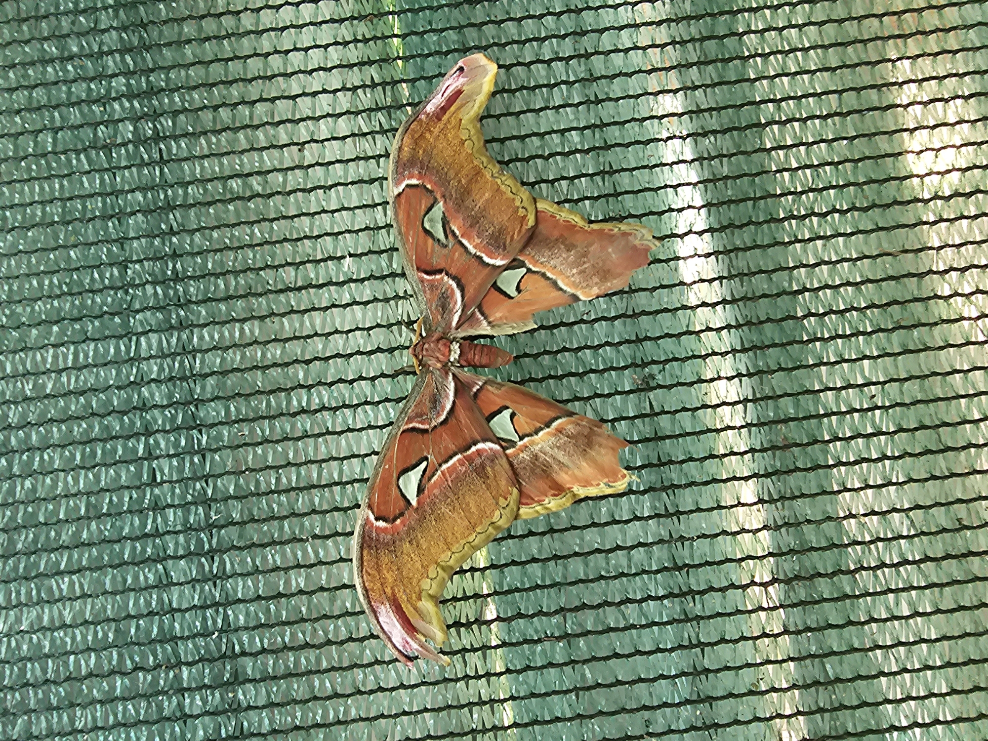 Butterflies and moths up close at a Chișinău nature attraction