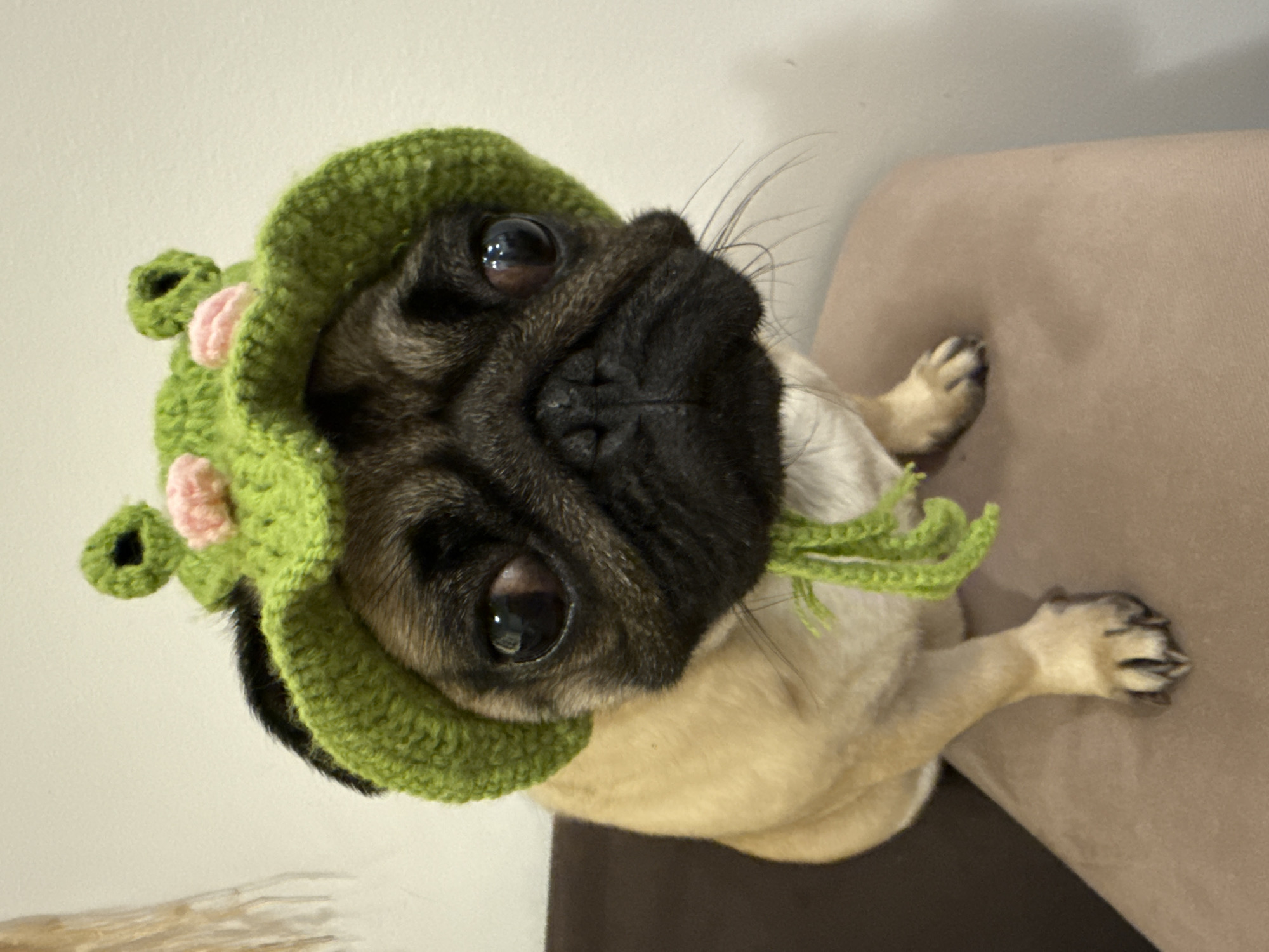 Woman takes selfies with pugs, one wearing green hat