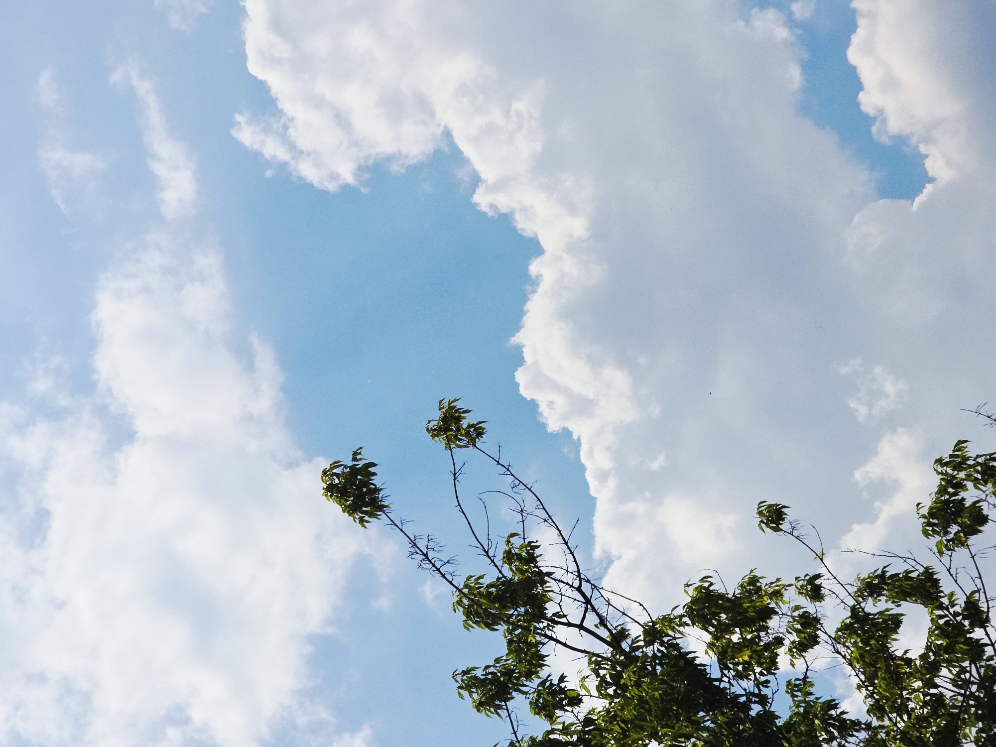 Anonymous photographer documents sky and clouds through tree canopy