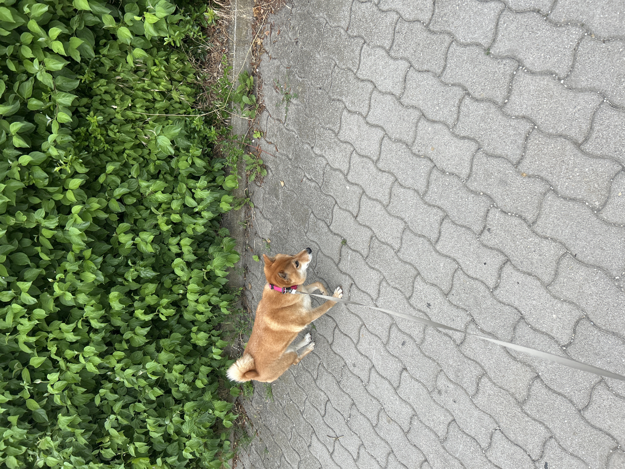 Dog walker documents Shiba Inu and local flora in Ergolding