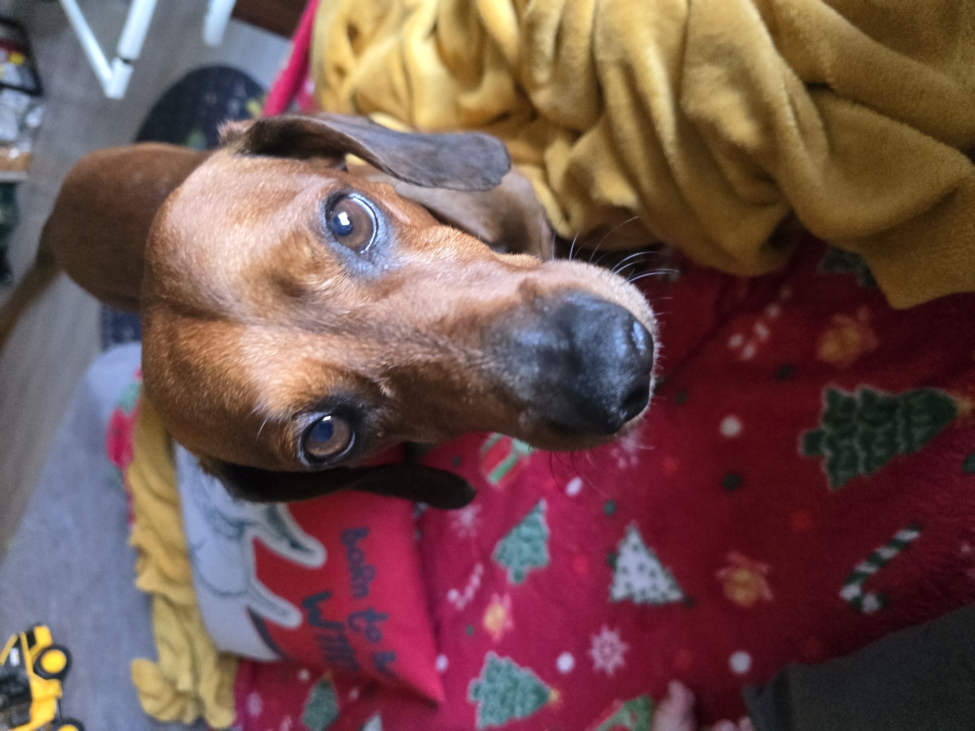 Chill afternoon at home with a dachshund, snacks, and art
