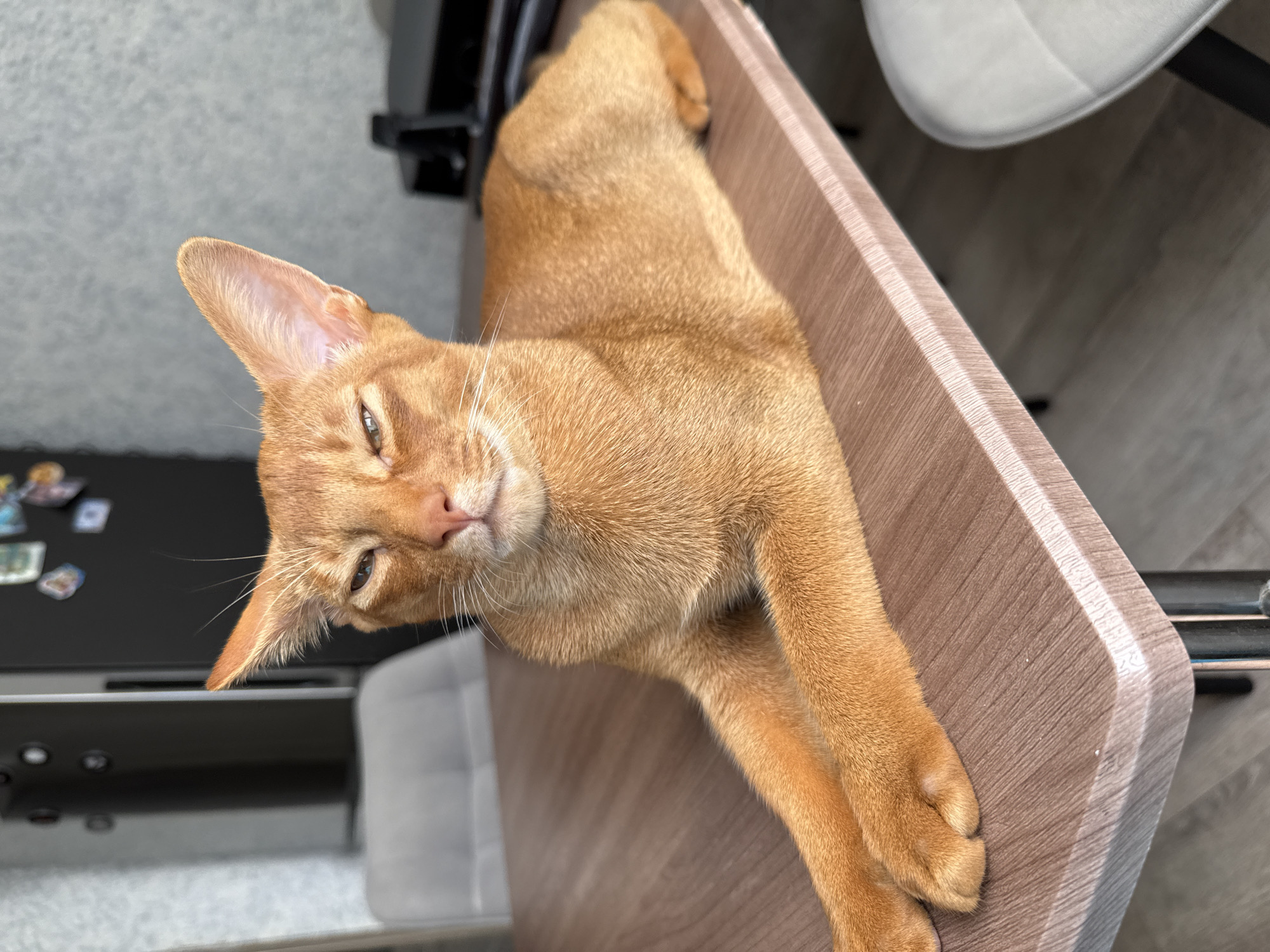 Ginger Abyssinian cat relaxing on a wooden table at home