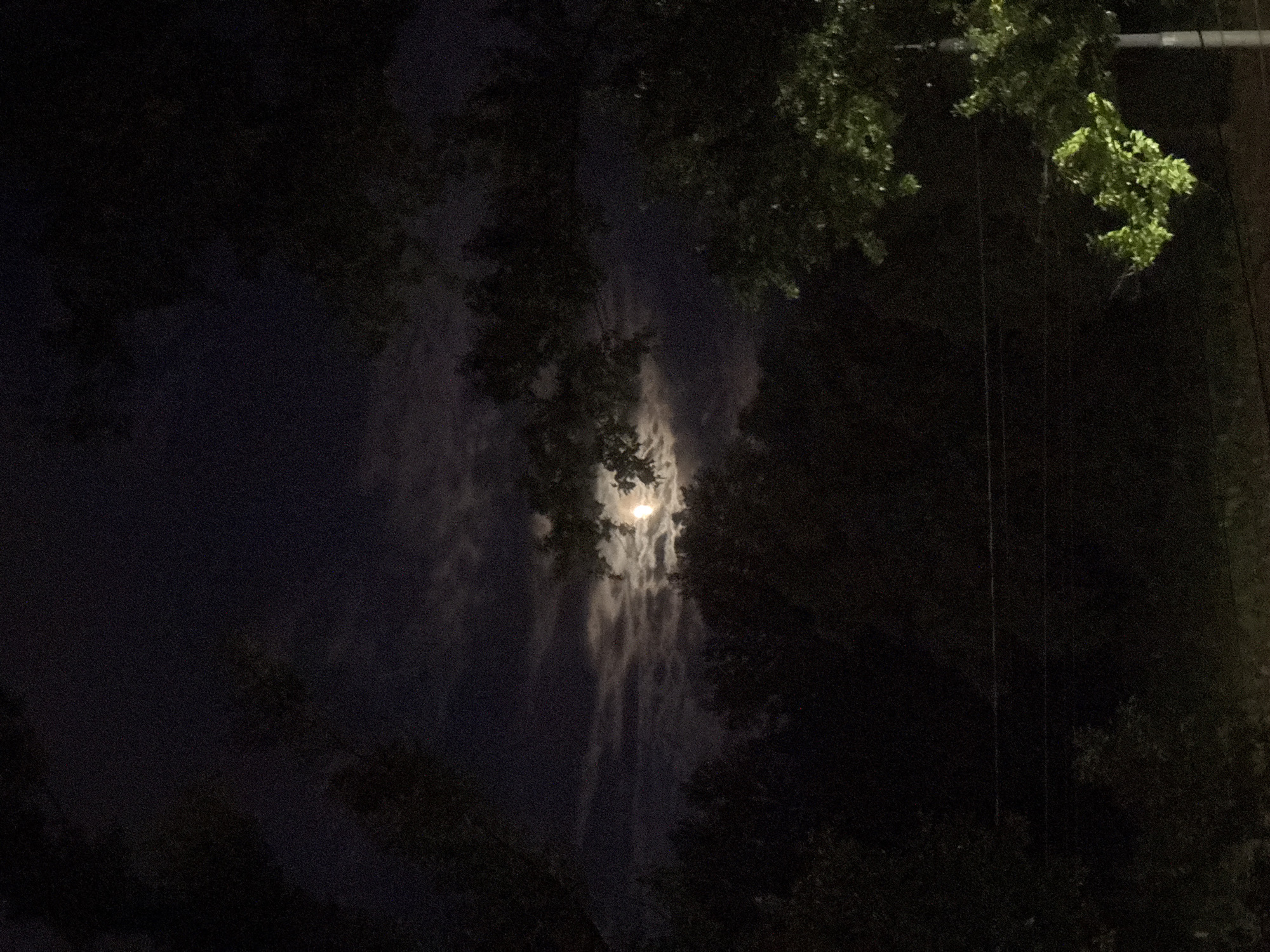 Moon visible through clouds and trees in Rusanovo