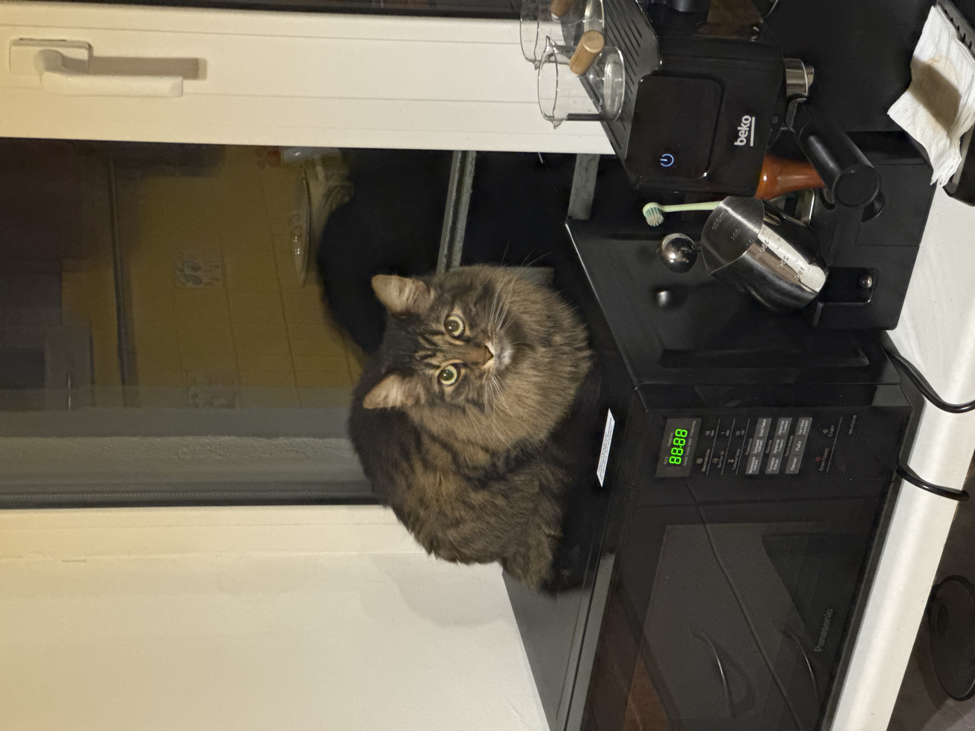 Cats observed lounging indoors during evening hours with pastries