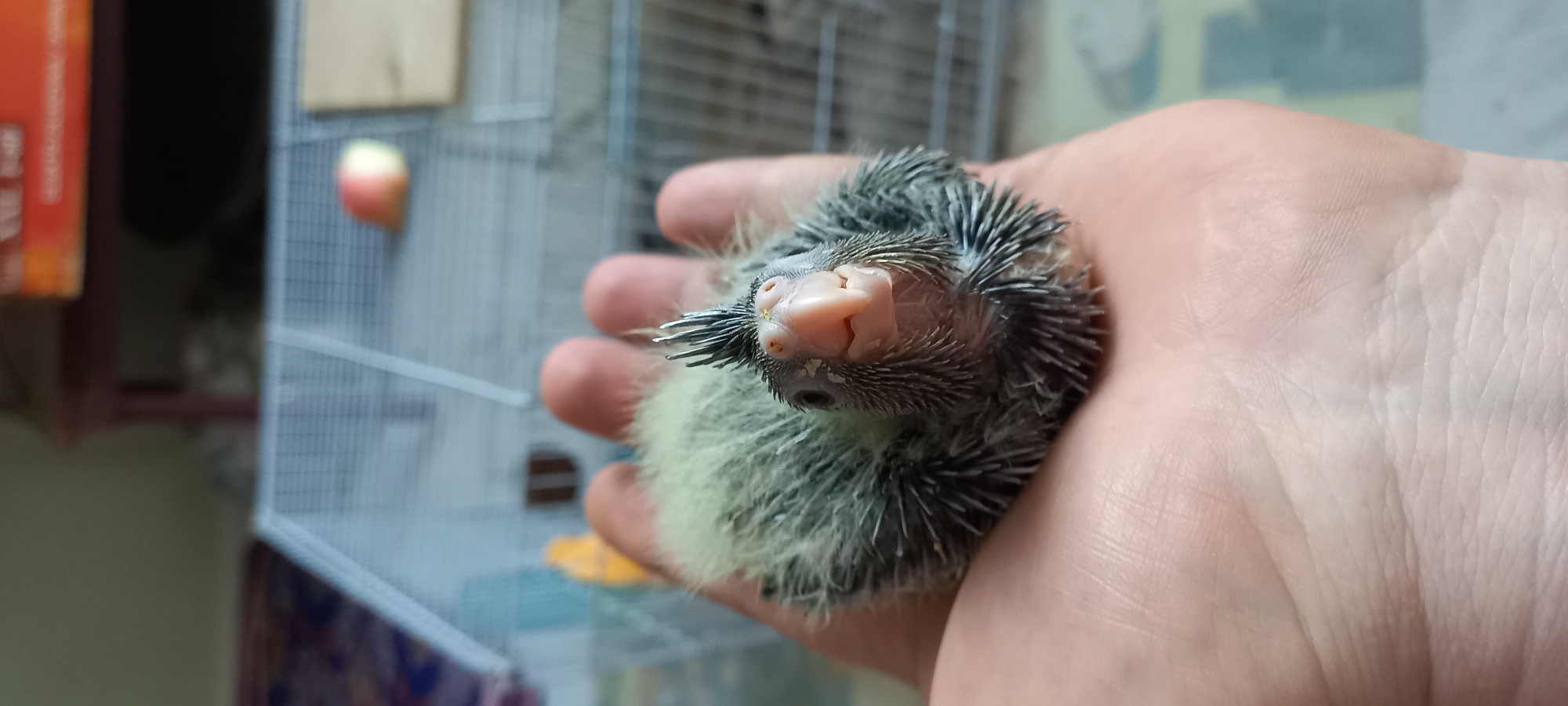 Cockatiel chicks up close, from nesting box to hand