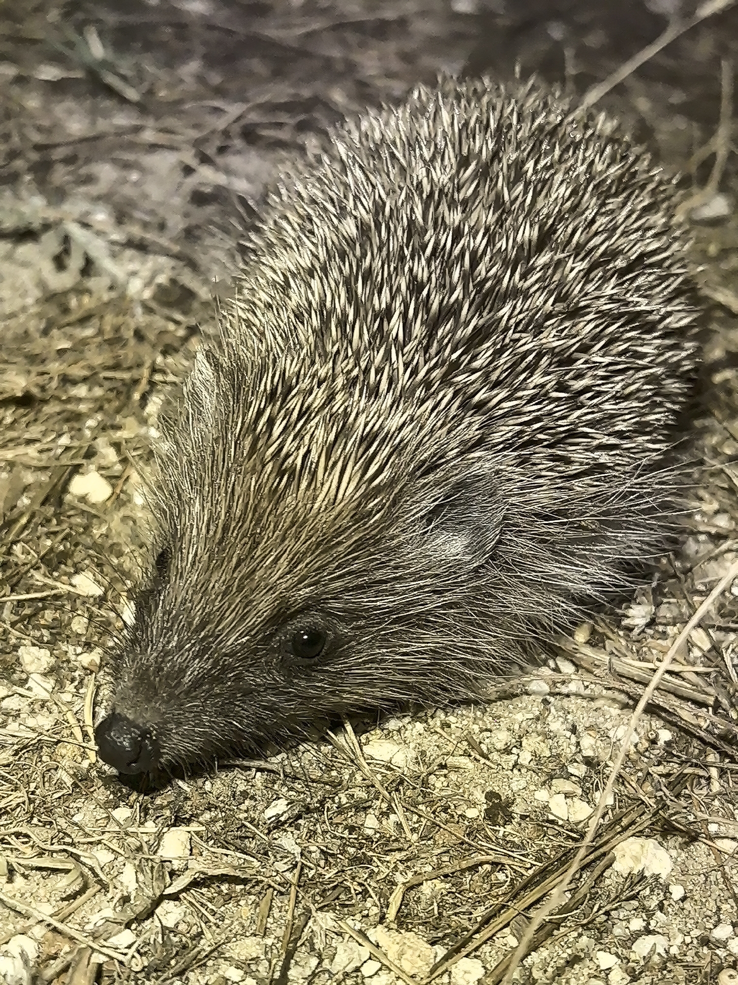 Hedgehog spotted up close at Golden Beach, Greece