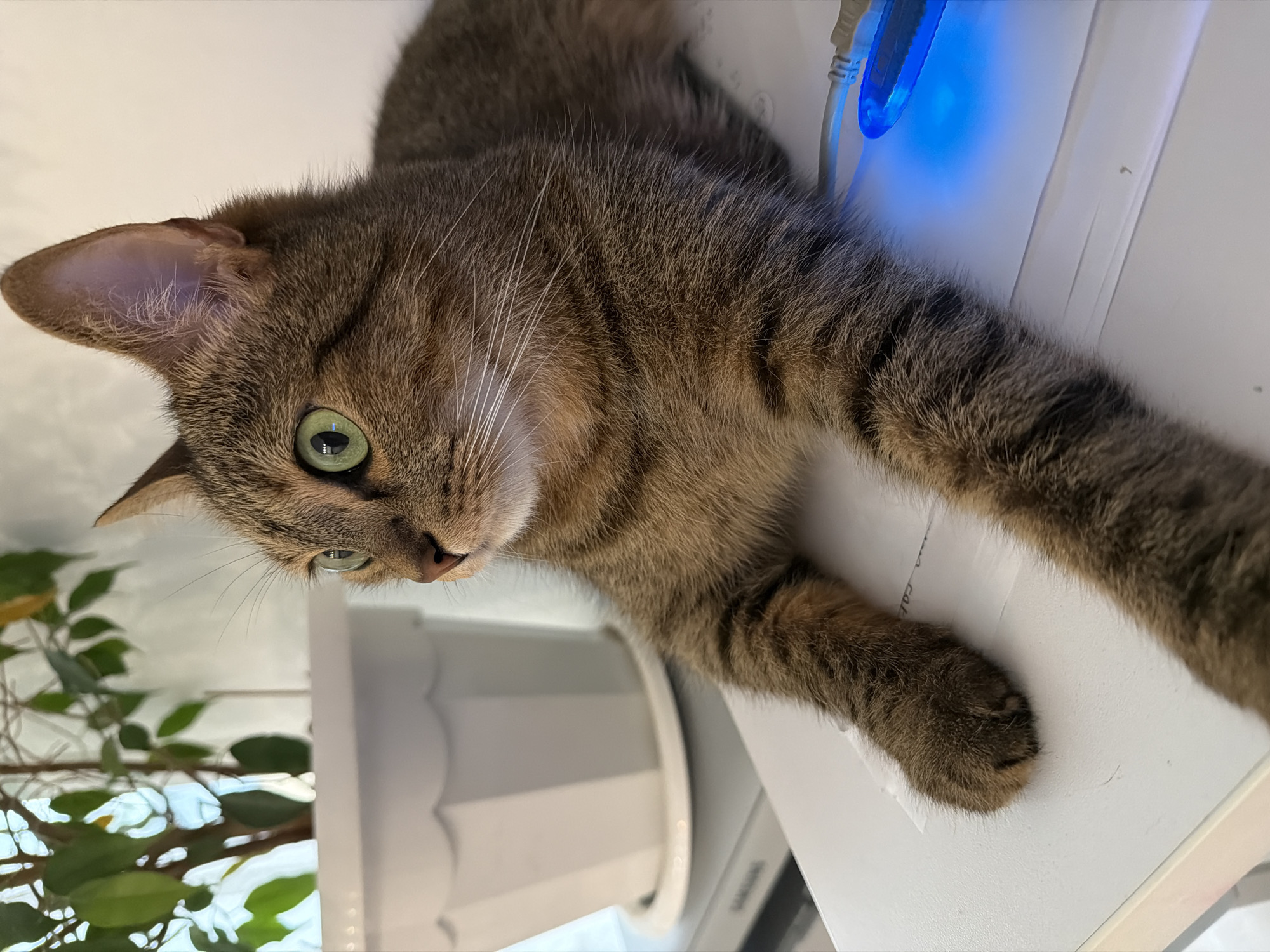 Cat rests beside flower pot in Izhevsk home