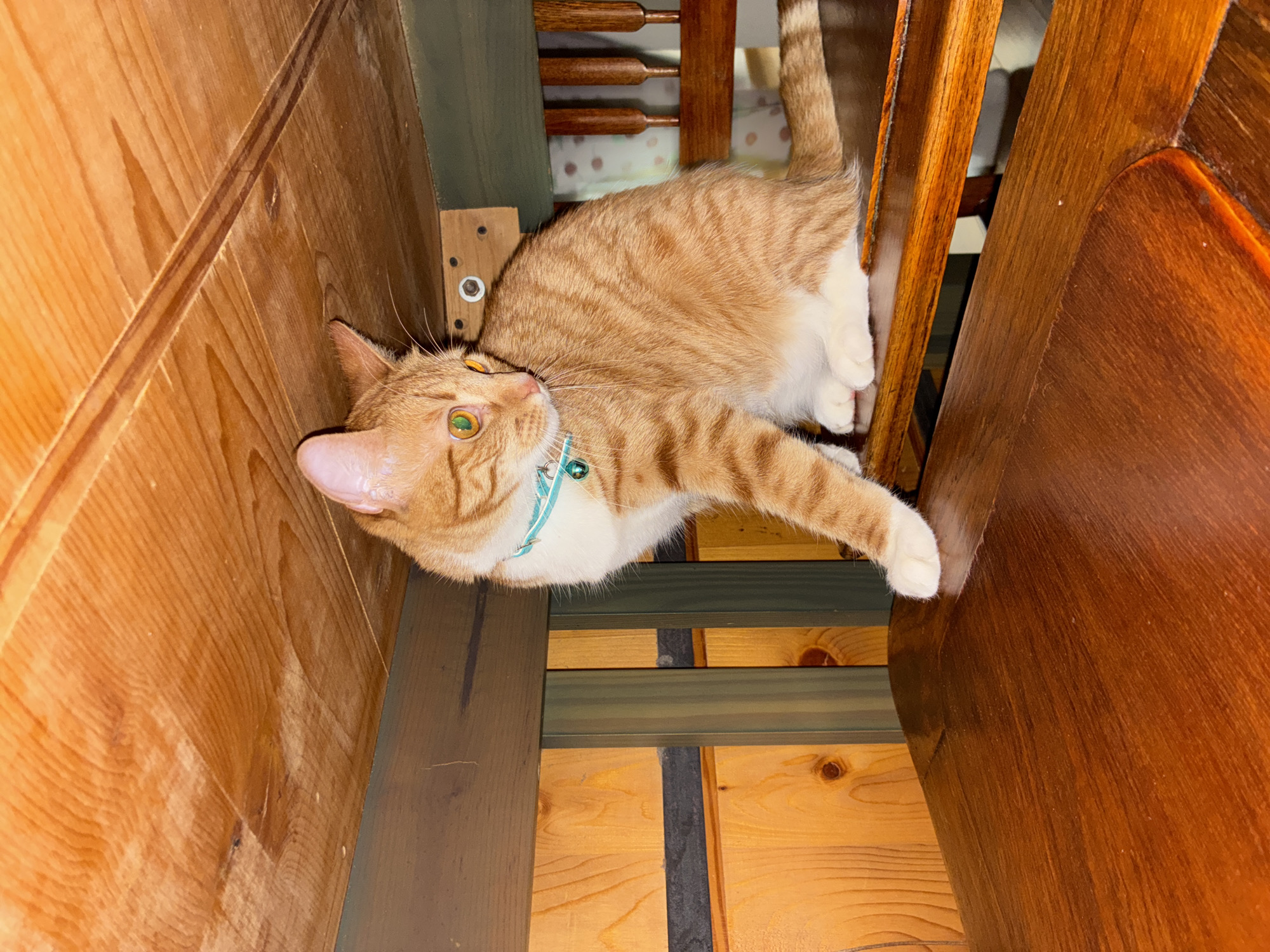 Tabby cat spotted resting on furniture in Mexico City home