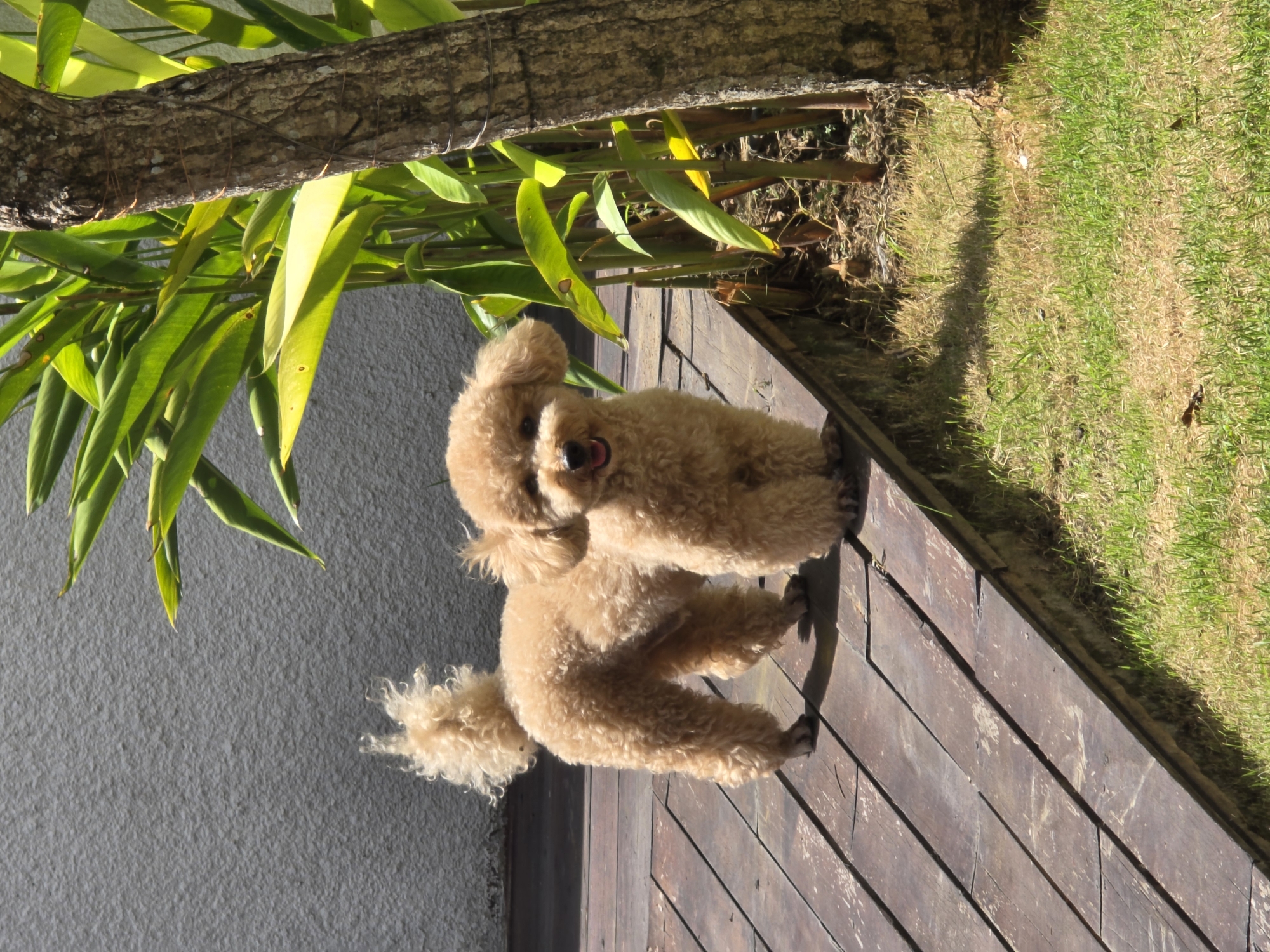 Poodle stands on wooden deck, yawns near garden area