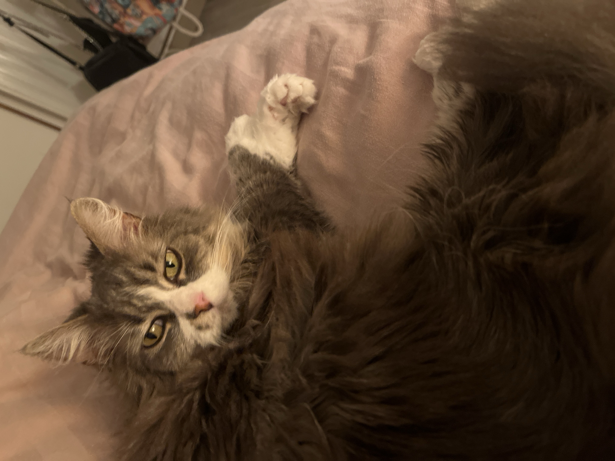 Cat sleeps on pink bedding in Chambœuf