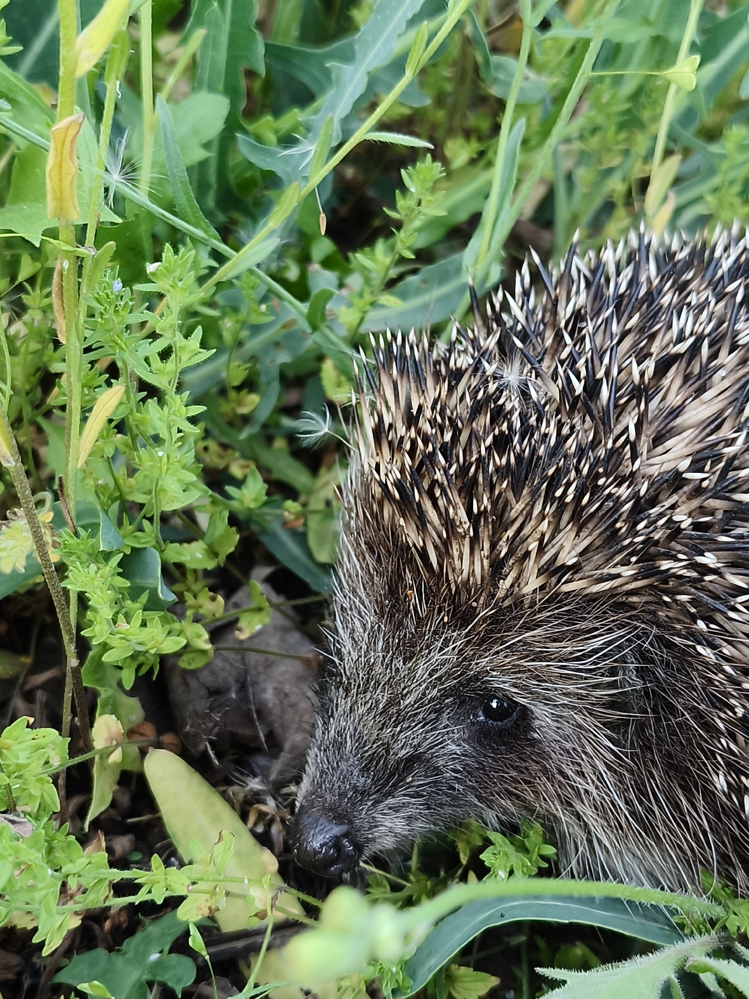 Hedgehog spotted foraging in Kryvyi Rih park vegetation