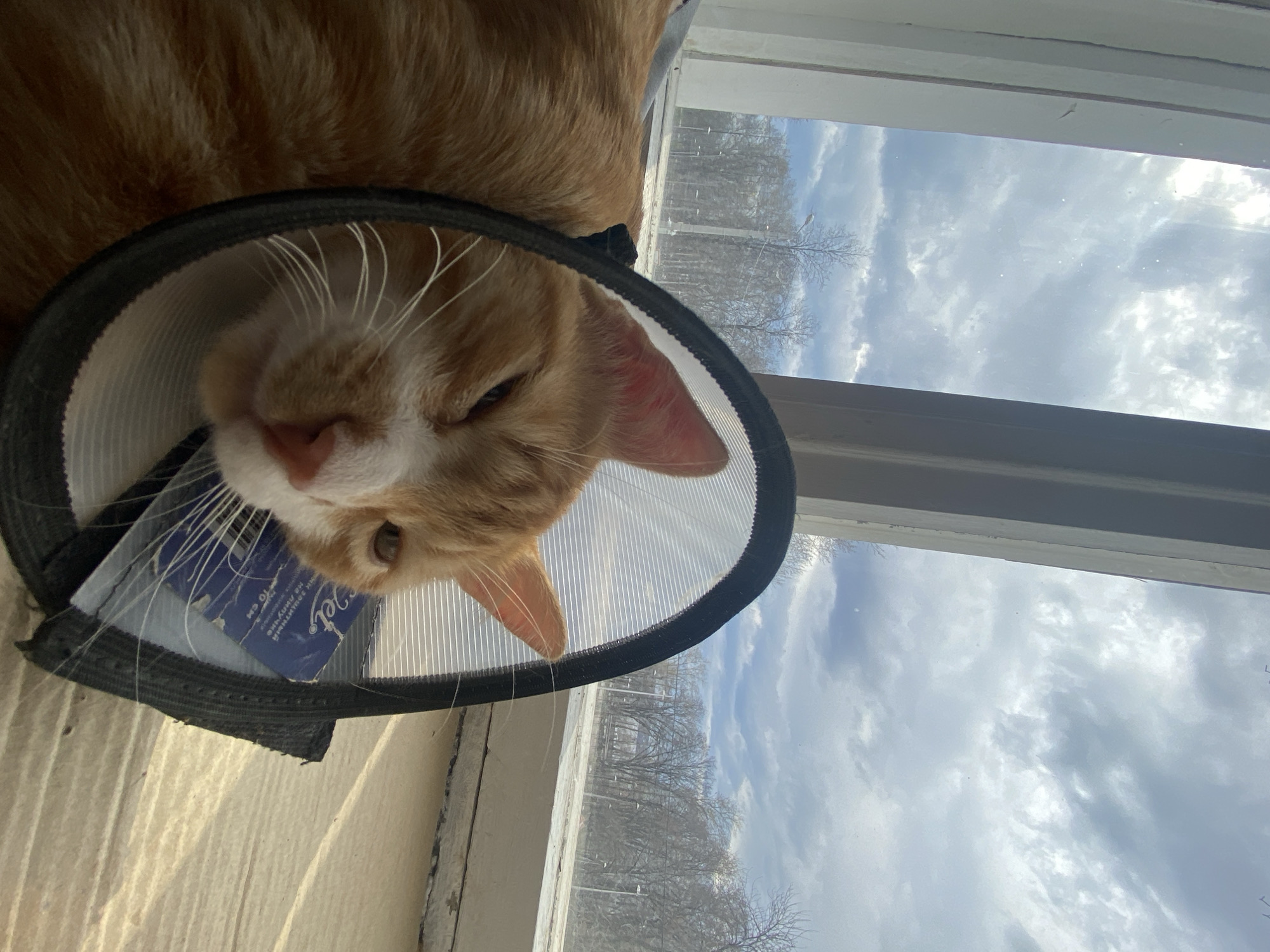 Cat in recovery cone spotted resting indoors in Perm