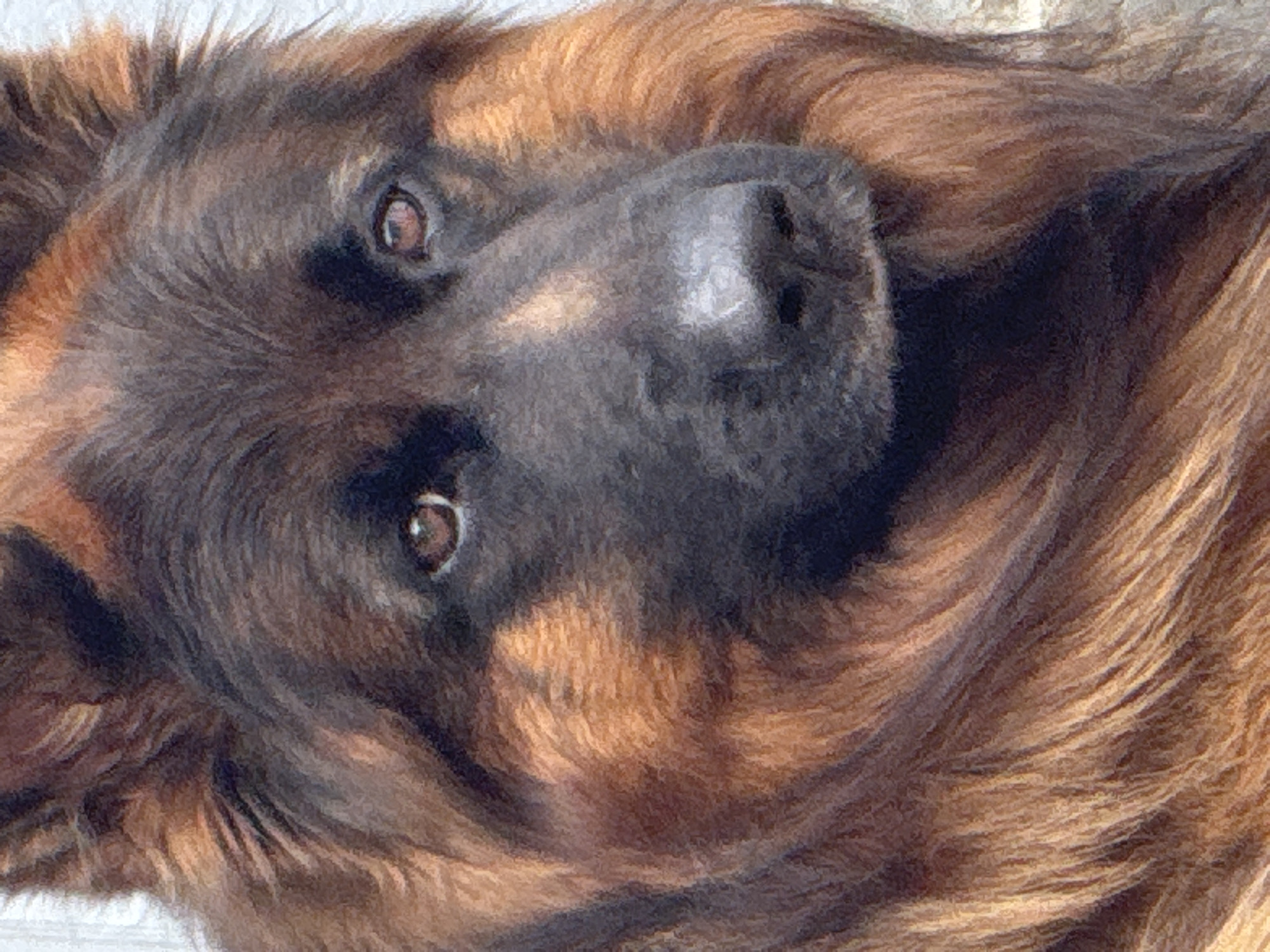 German Shepherd resting outside a home in Almaty