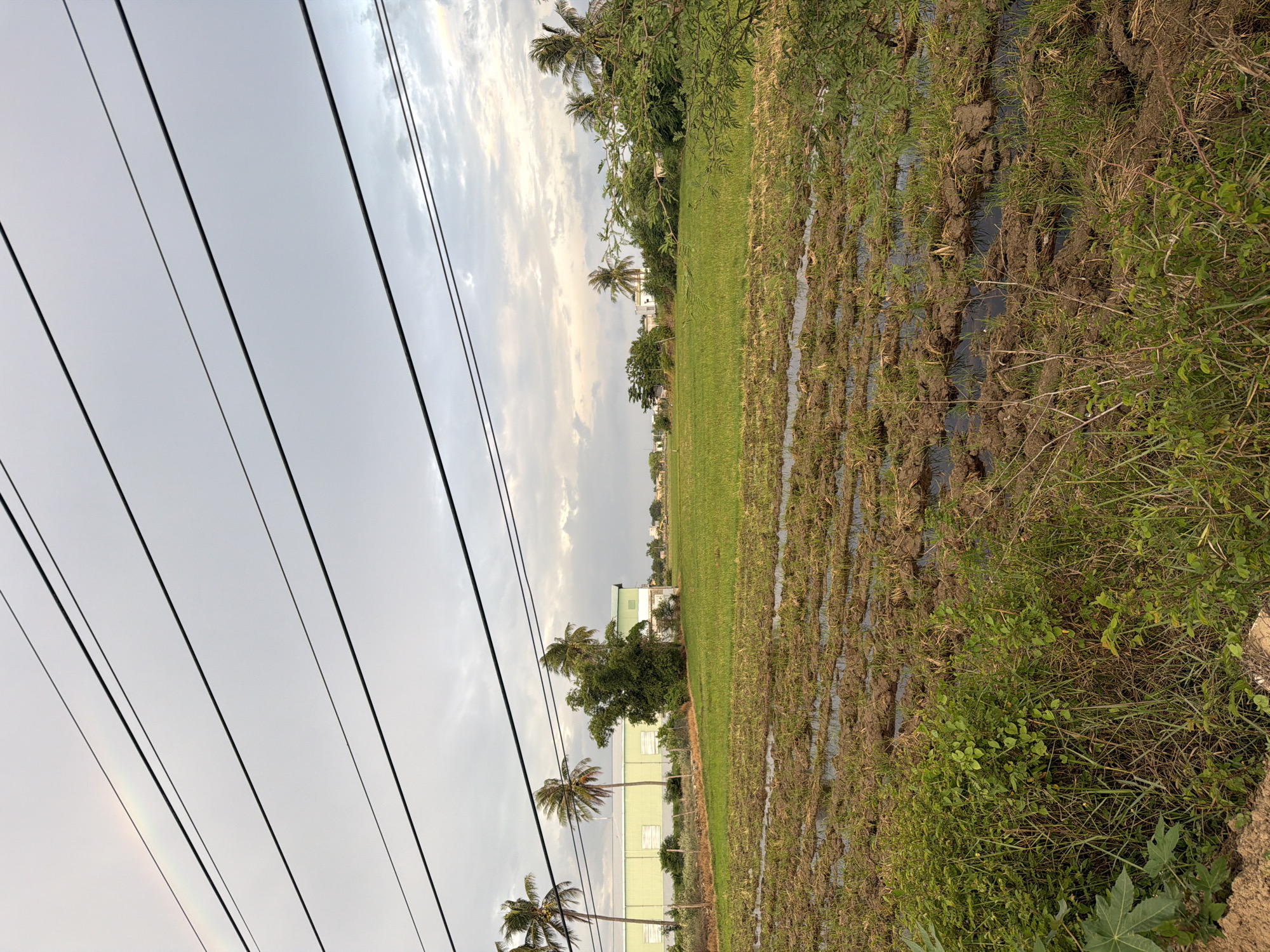 Rural life documented in An Hải Vietnam morning scenes