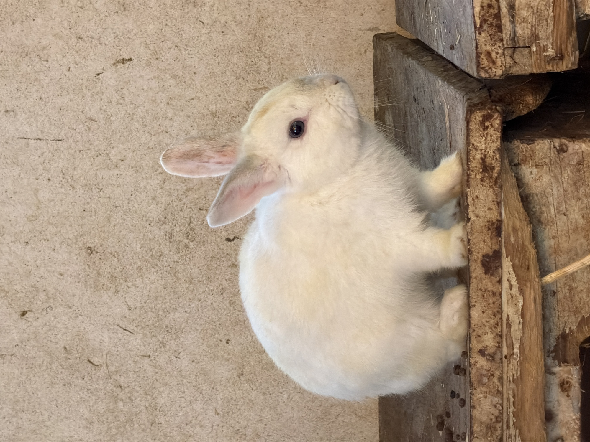 Child feeds tortoises, rabbit spotted at Gilboa wildlife area