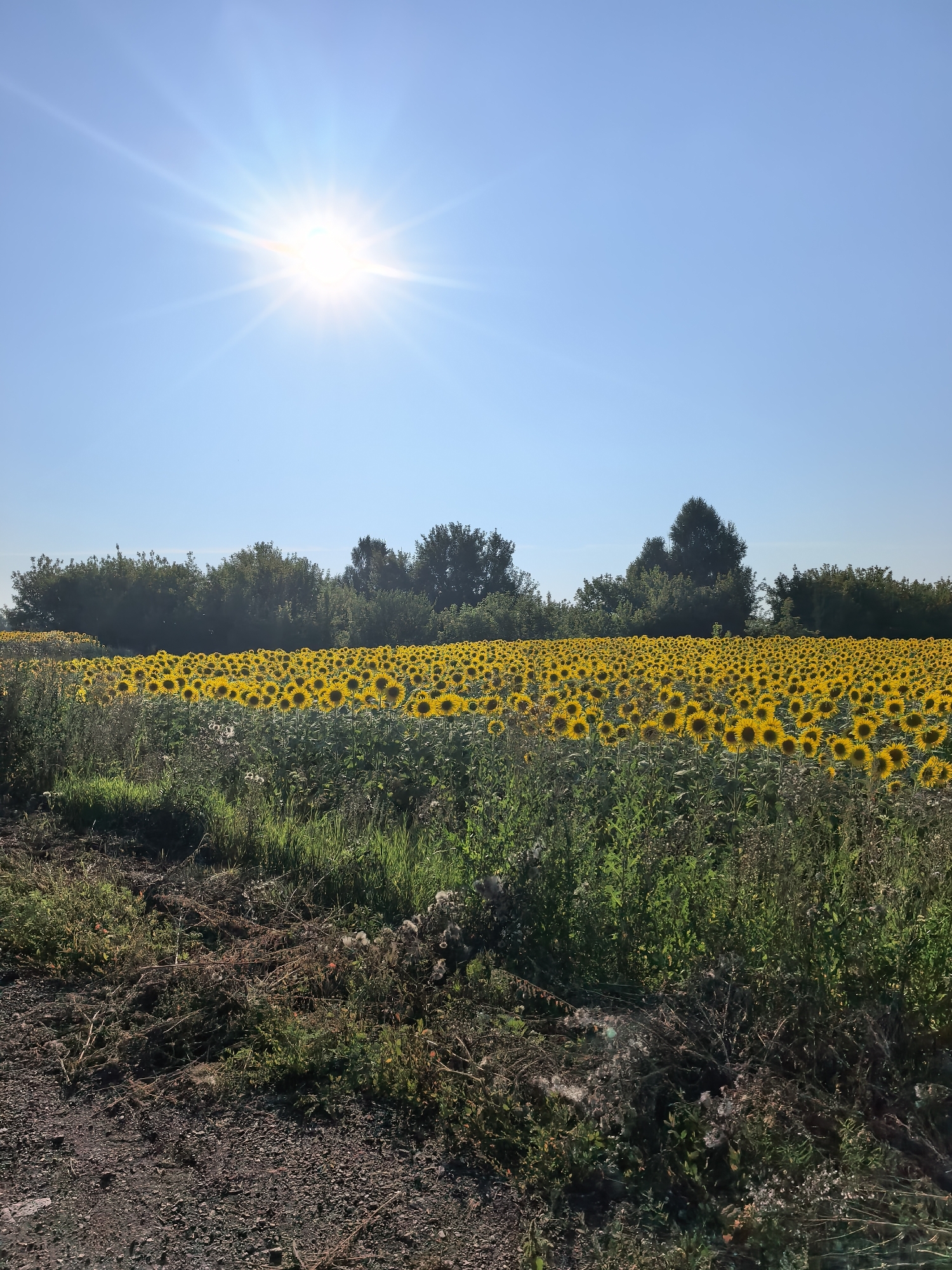 Sunflower field glowing under a bright summer sun in rural Russia