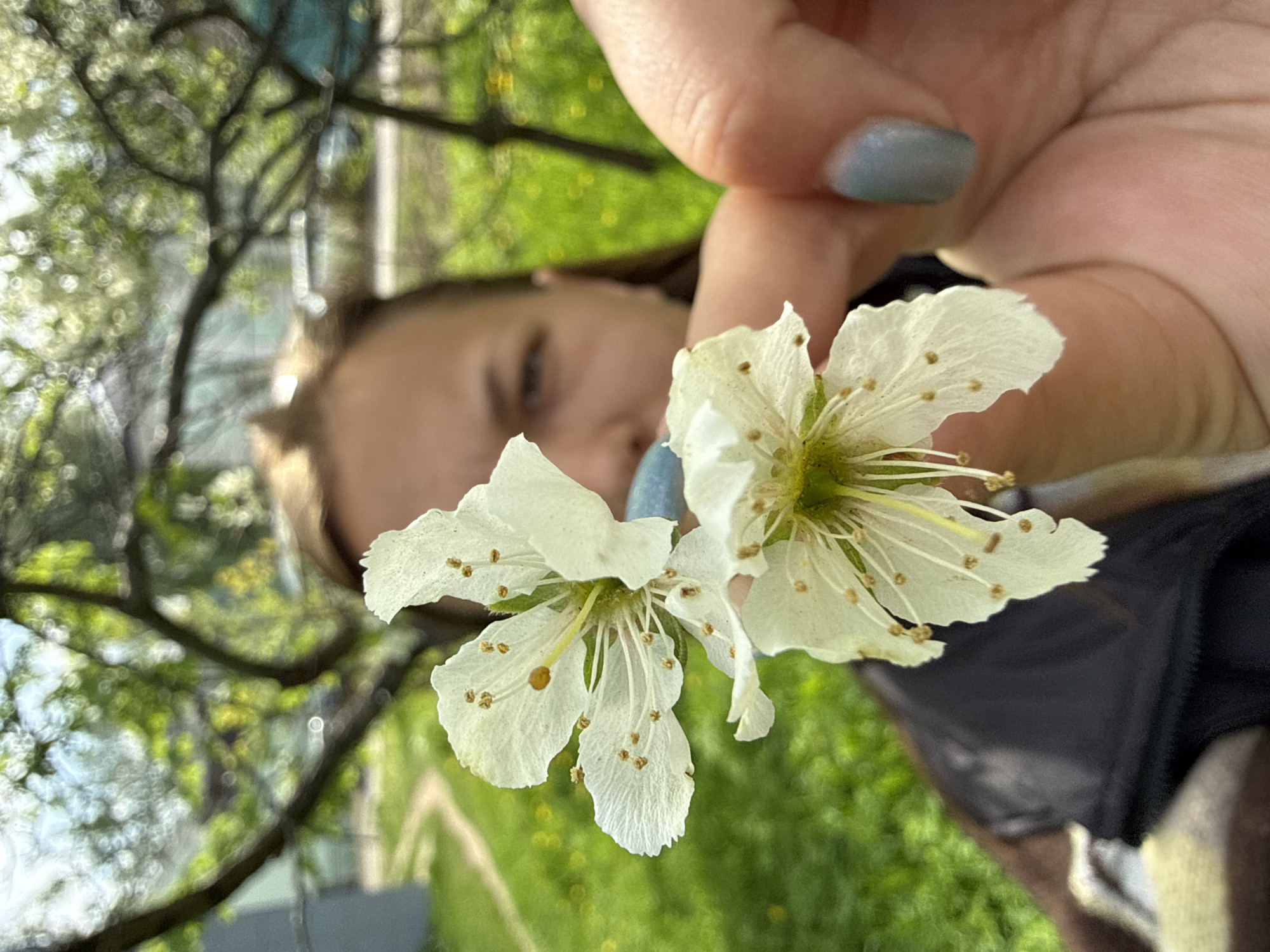 Spring morning activities captured in Dmitrov: flowers, blossoms, yard work