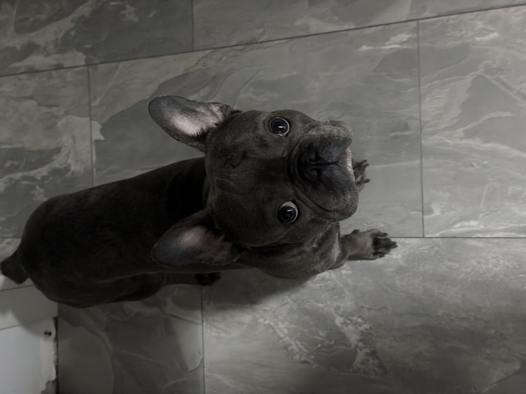 French bulldog at home in Ruse, with glimpses of the decor
