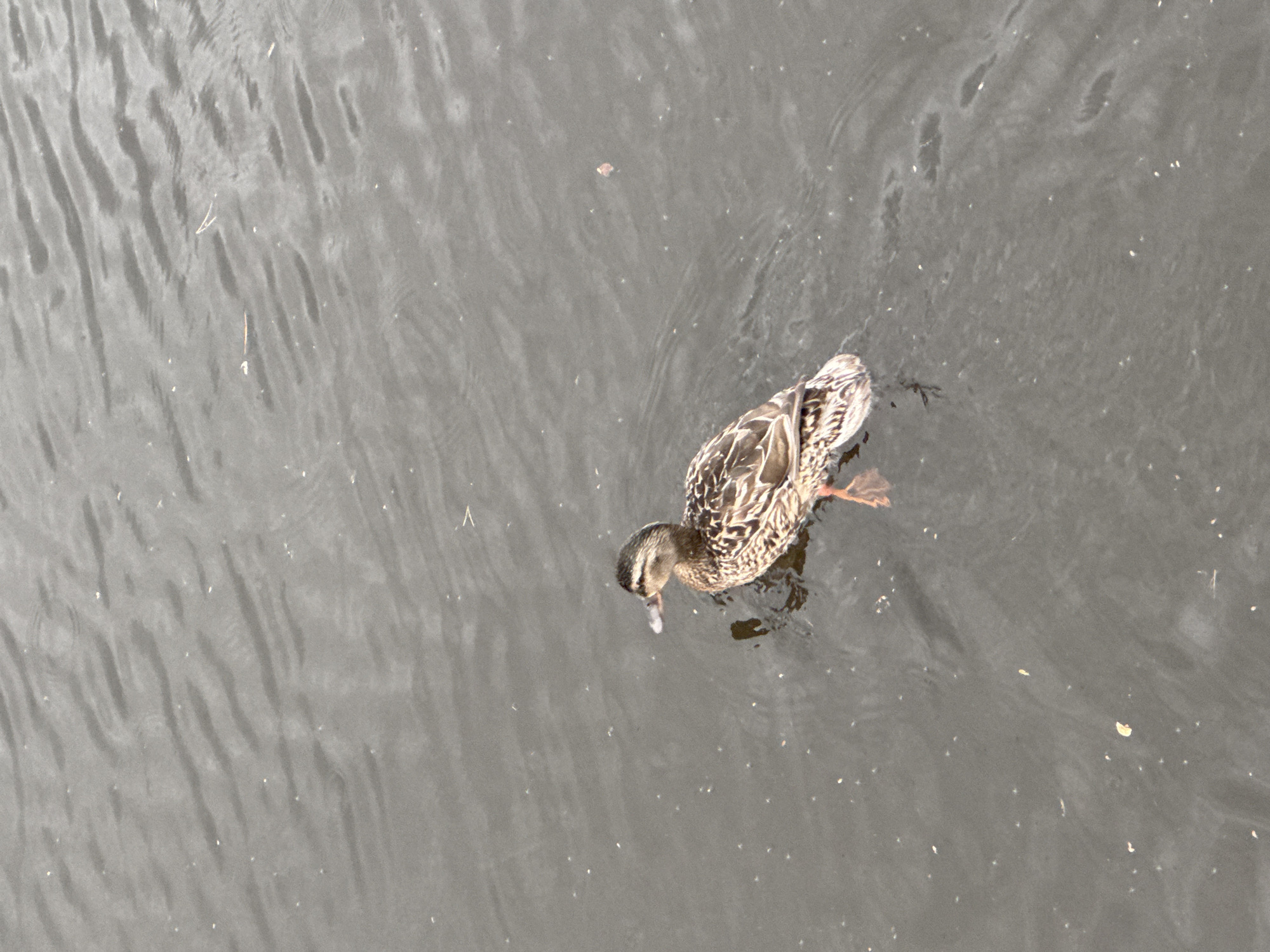 Quiet fishing afternoon observed along Chaikovsky waterfront with duck
