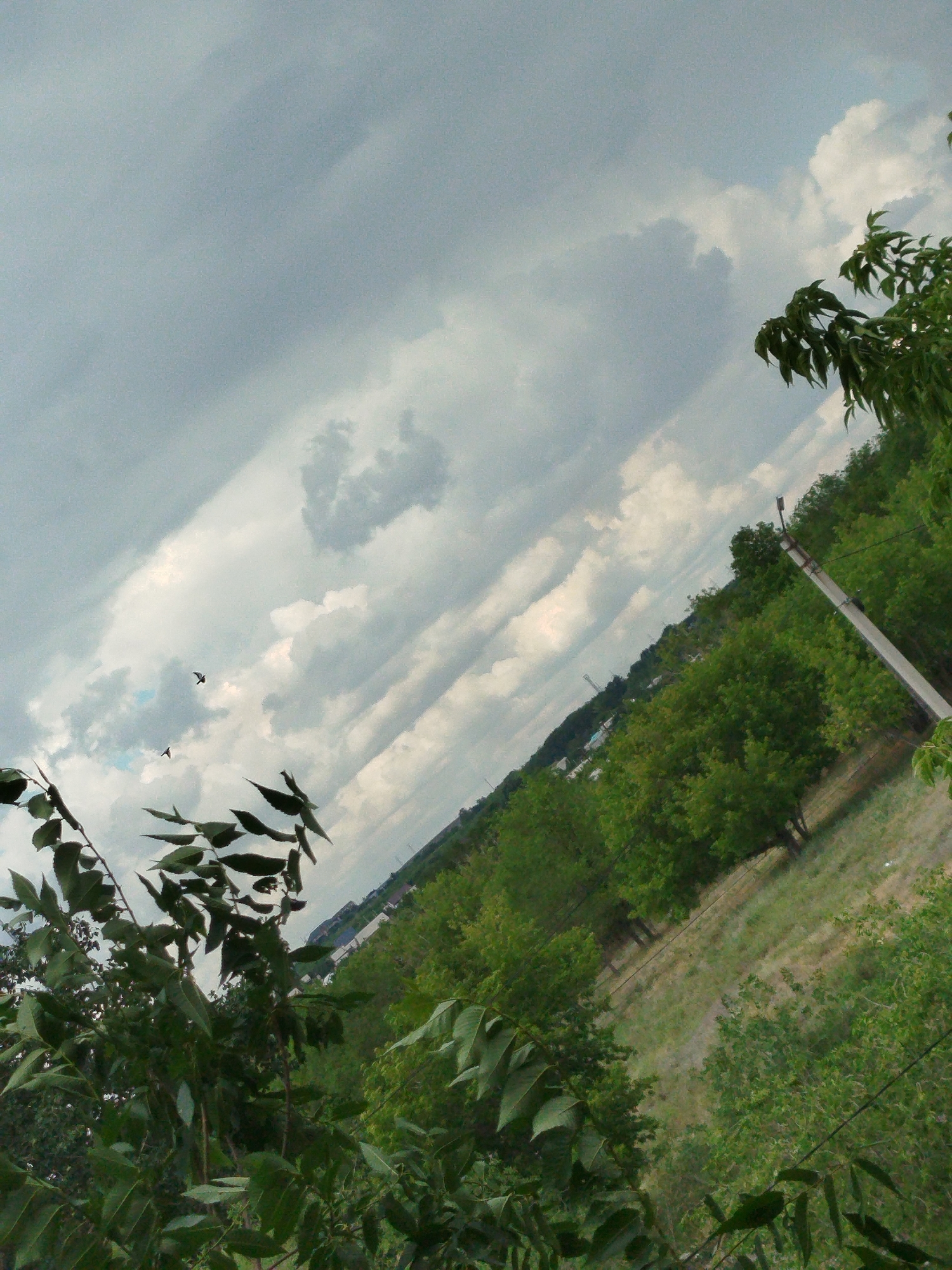 Overcast morning skies above a leafy suburban neighborhood