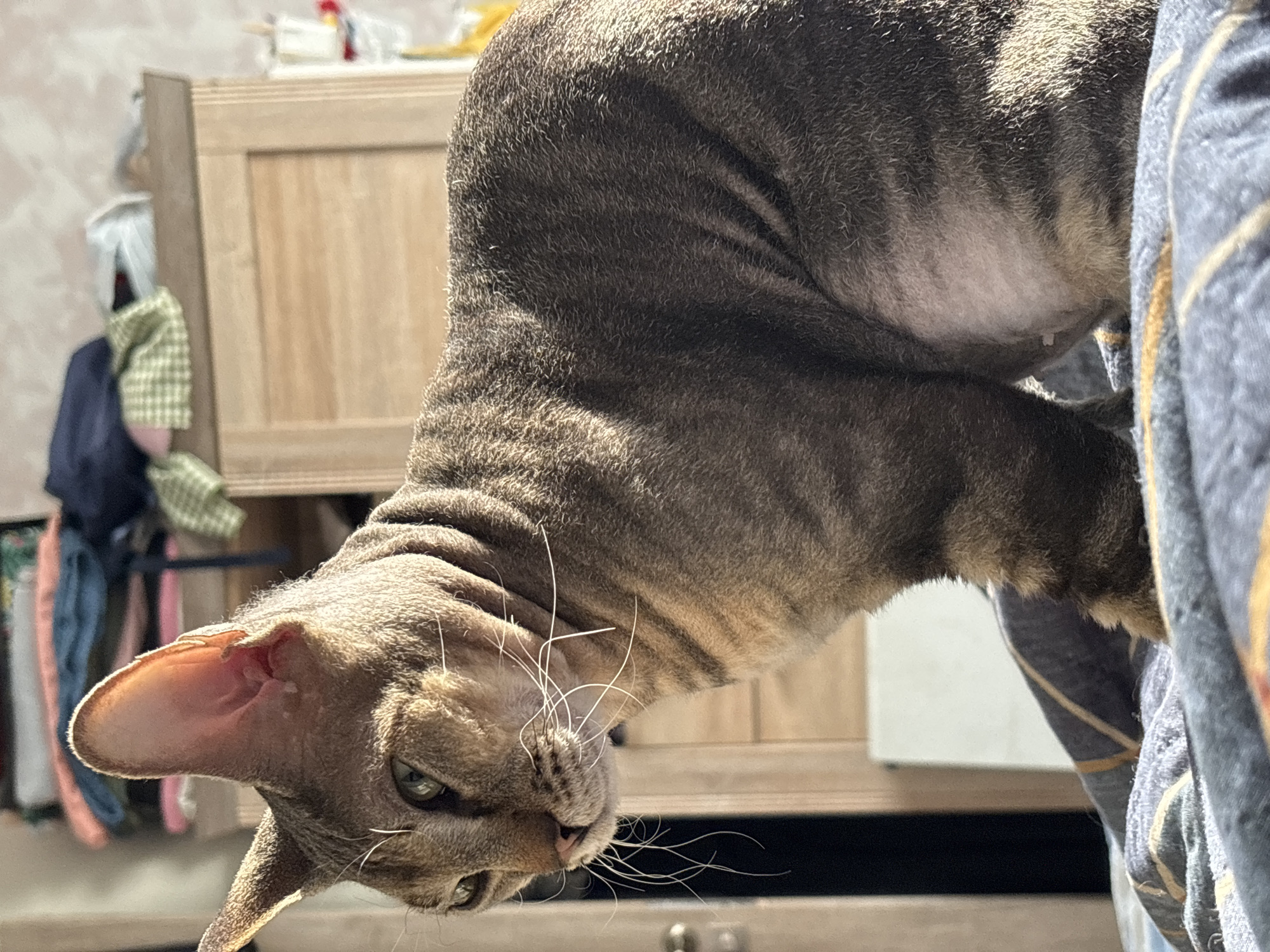 Tabby cat photographed upside down on fabric in Russia