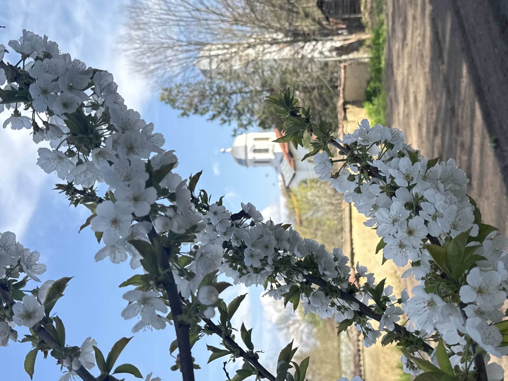 Spring blooms documented near Bulgarian church in Polikraishte village