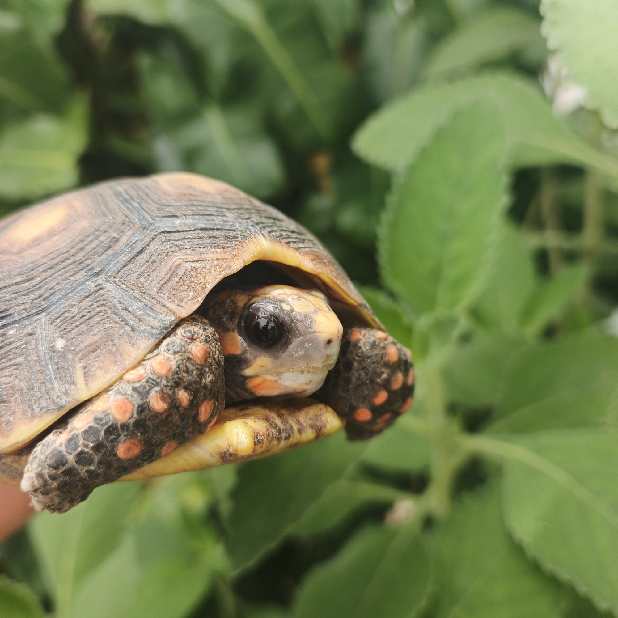 Red-footed tortoise, succulents spotted in Tinaquillo backyard scenes
