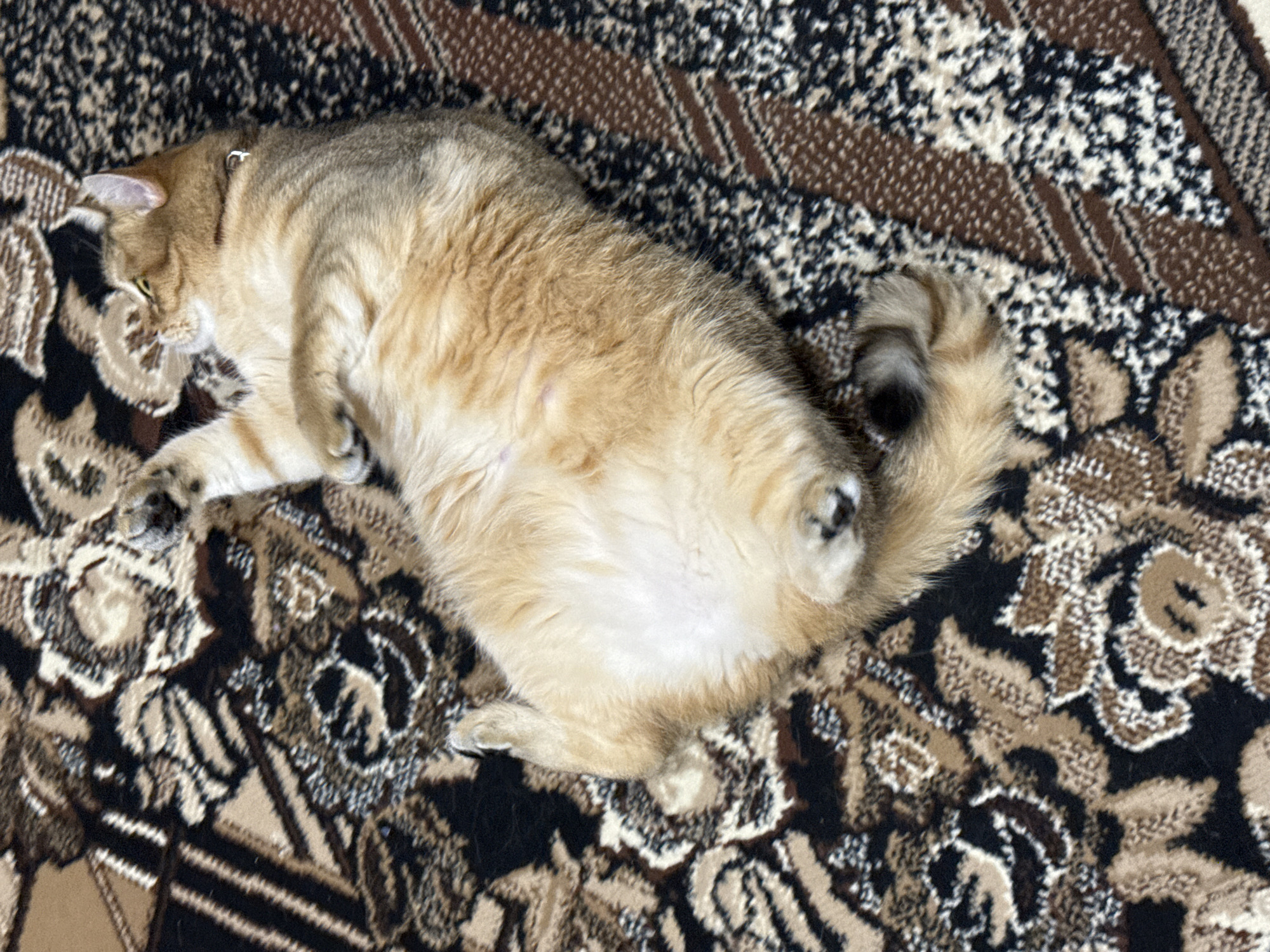 Ginger tabby rolls around on a patterned rug in Partenit
