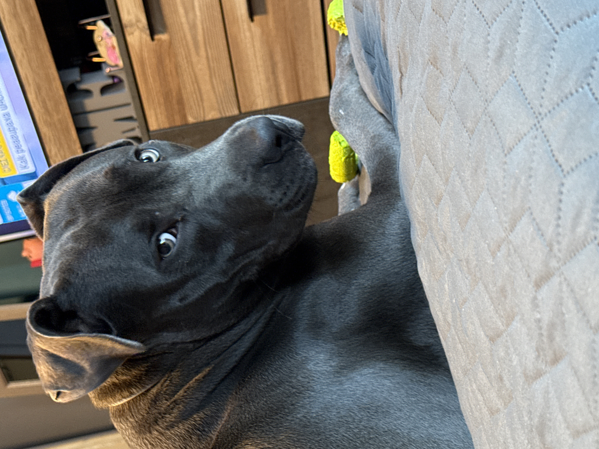 Blue-eyed pit bull lounges in Varna, with a side of random