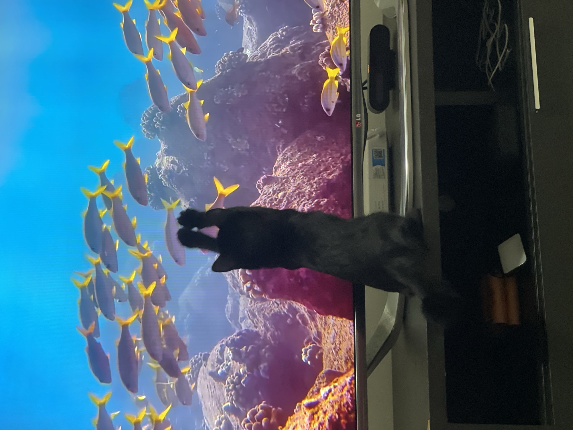 Black cat swats at fish on TV, then lounges on rug