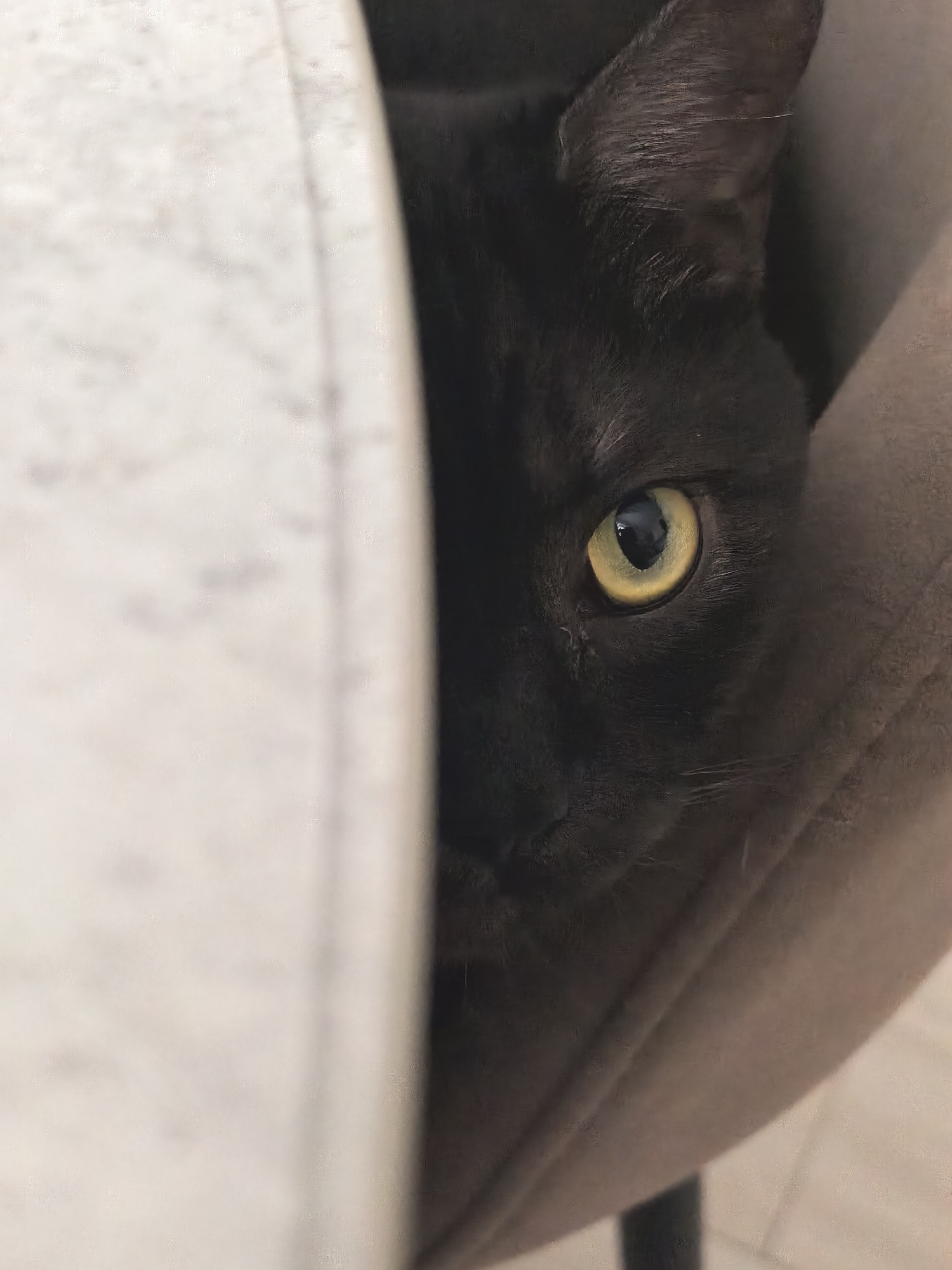 Domestic cats, kitchen scenes, forest views documented across morning hours
