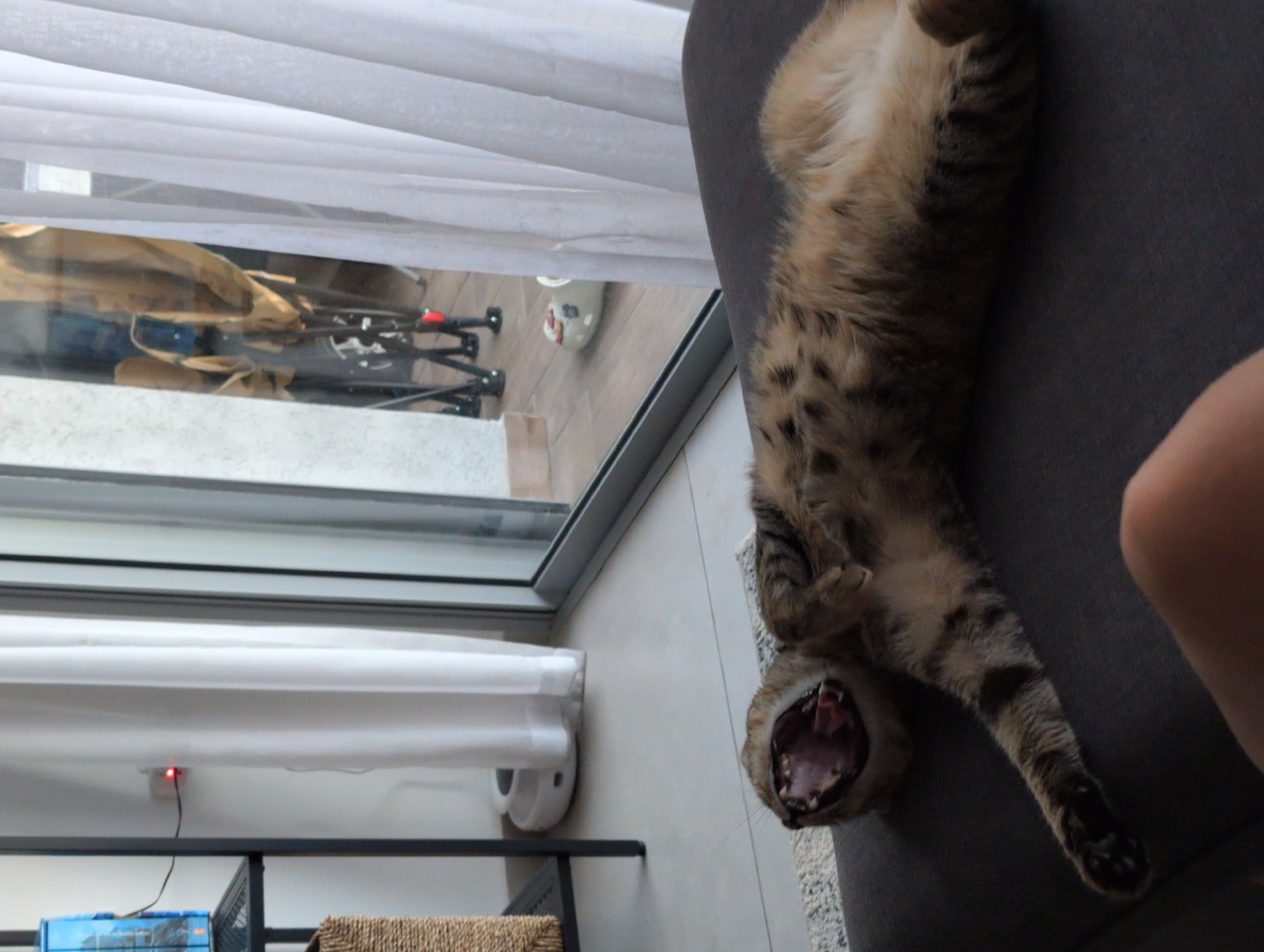 Tabby cat's lazy afternoon in a Ramat Gan apartment