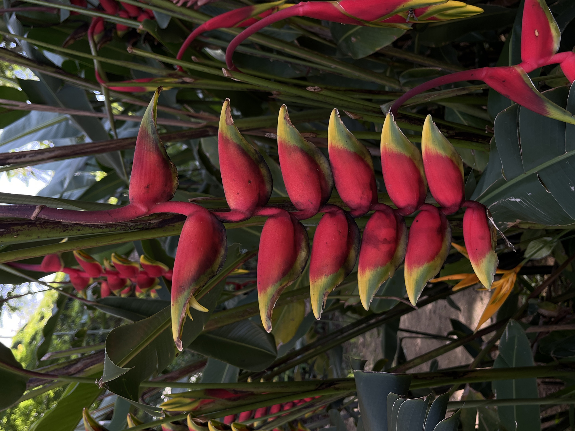 Vibrant Heliconia flowers bloom in Ella, Sri Lanka