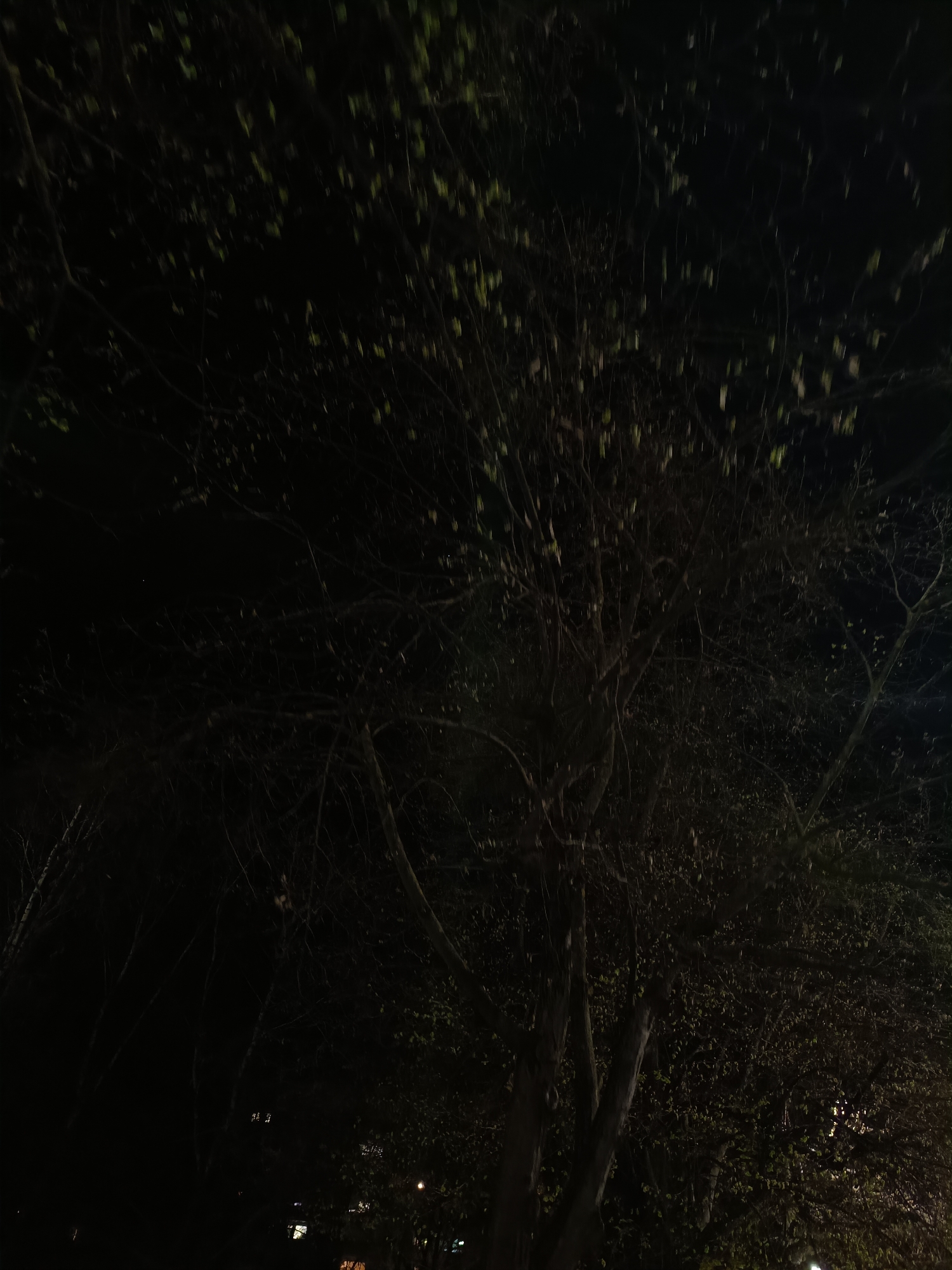 Spring evening moments captured with dog in Pleven, Bulgaria