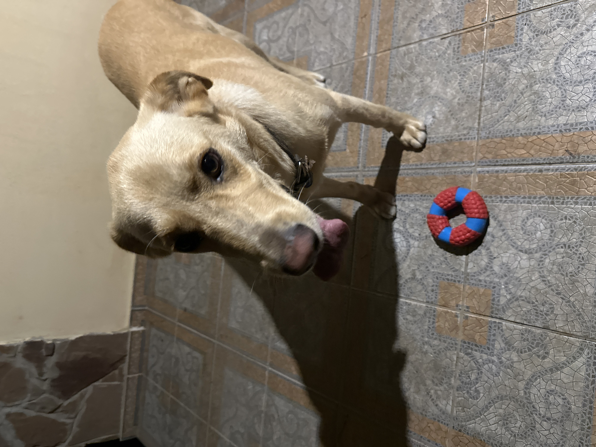 Tan dog plays with ring toy on a Sochi patio
