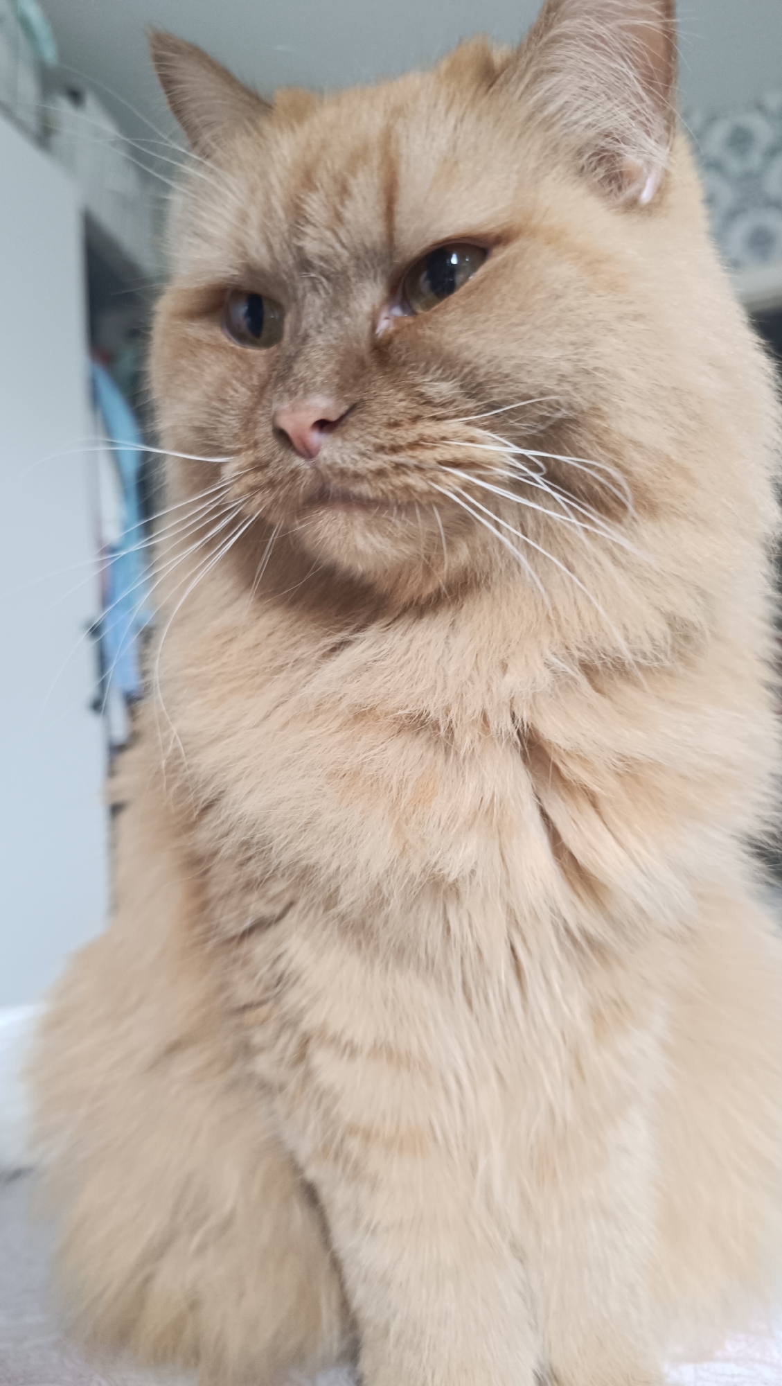 Quiet morning at home in Chaikovsky: selfies, a cat, and tulips