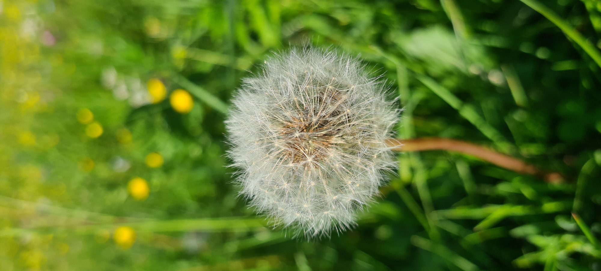 Afternoon hike through Dolomite meadows and forests near Castelrotto