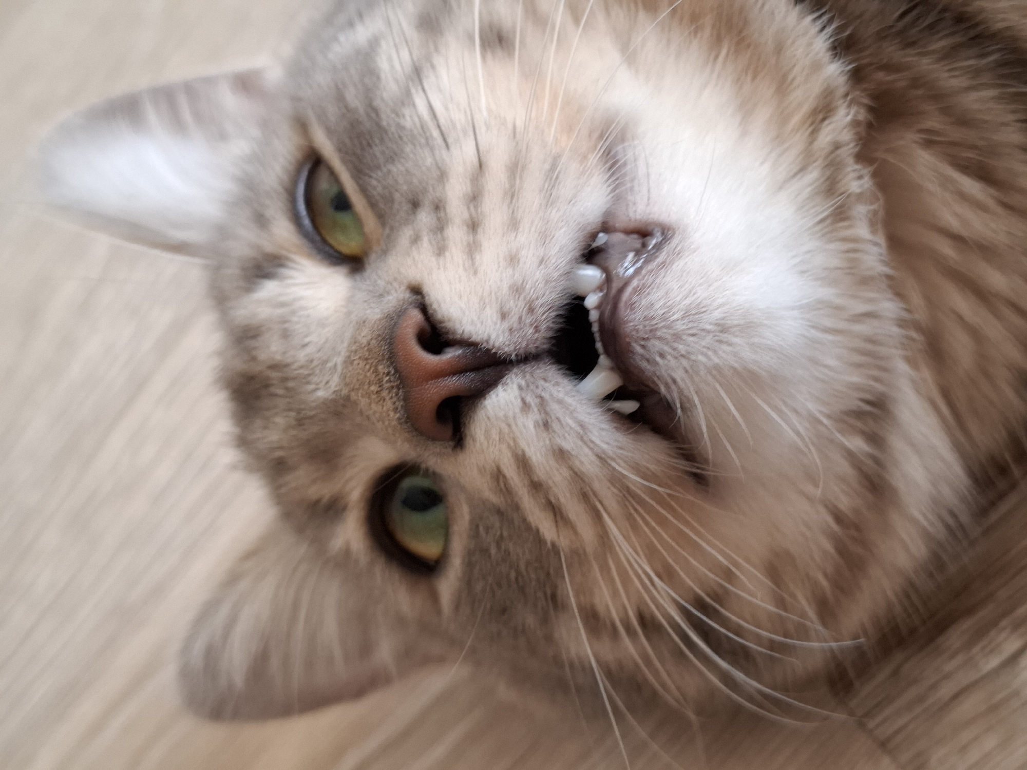 Tabby cat photographed playing on floor in Serbia