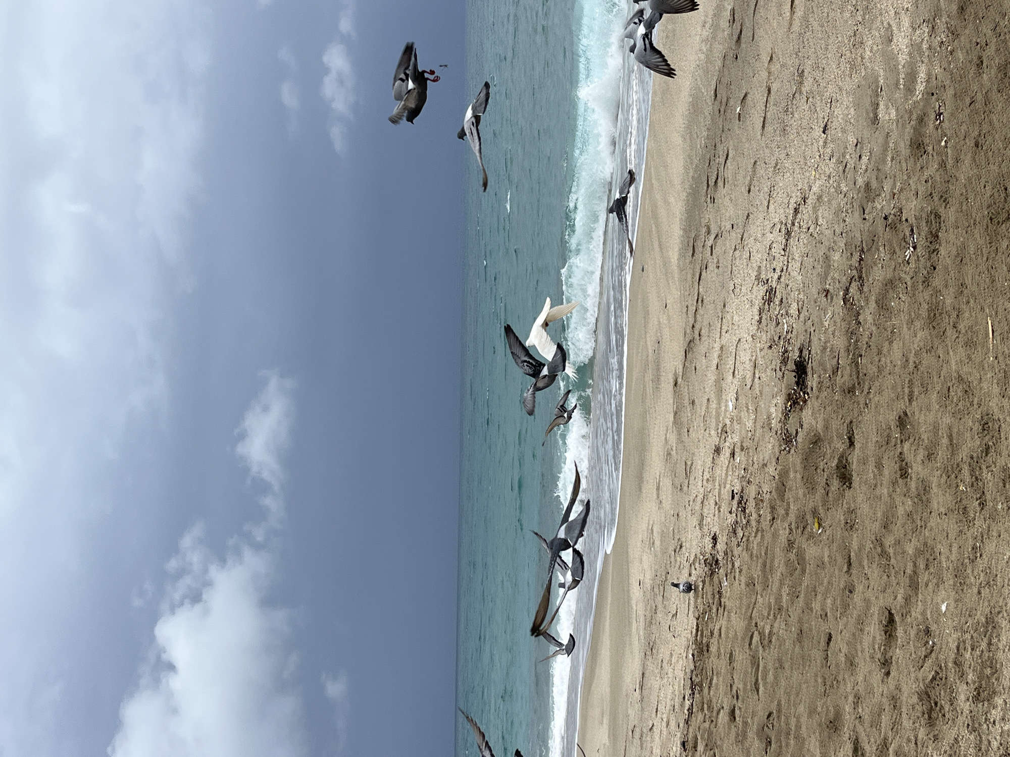 Pigeons flock over Alanya beach at dawn